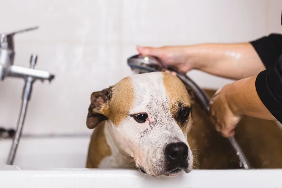 Why it's important to clean your dog's penis — Lecker Bites