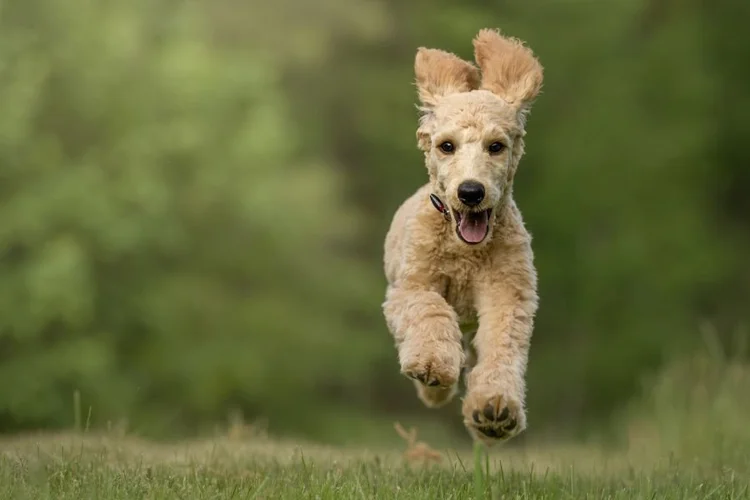 Best Dog Food For Healthy Coat Updated 2024 — Lecker Bites