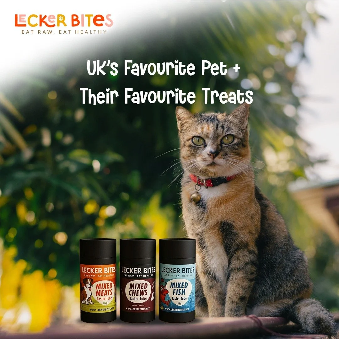 cat with species appropriate treats and balanced nutrition