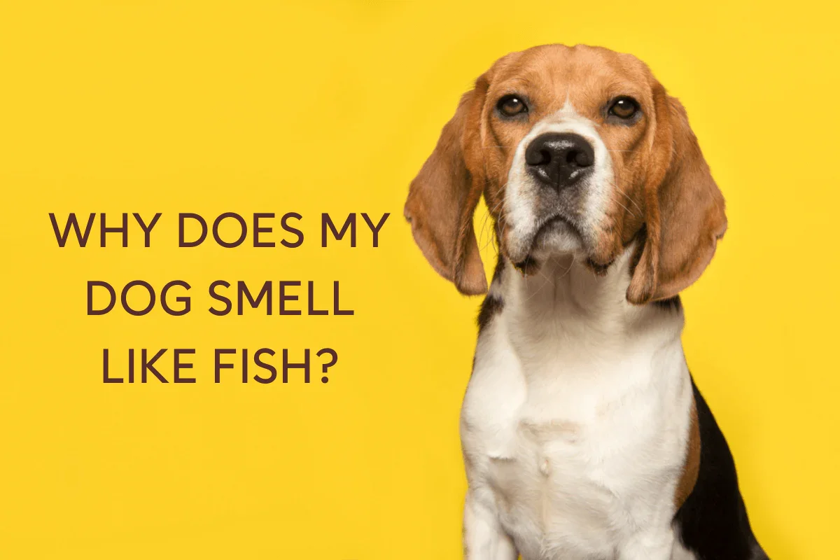 why does my dog smell like fish