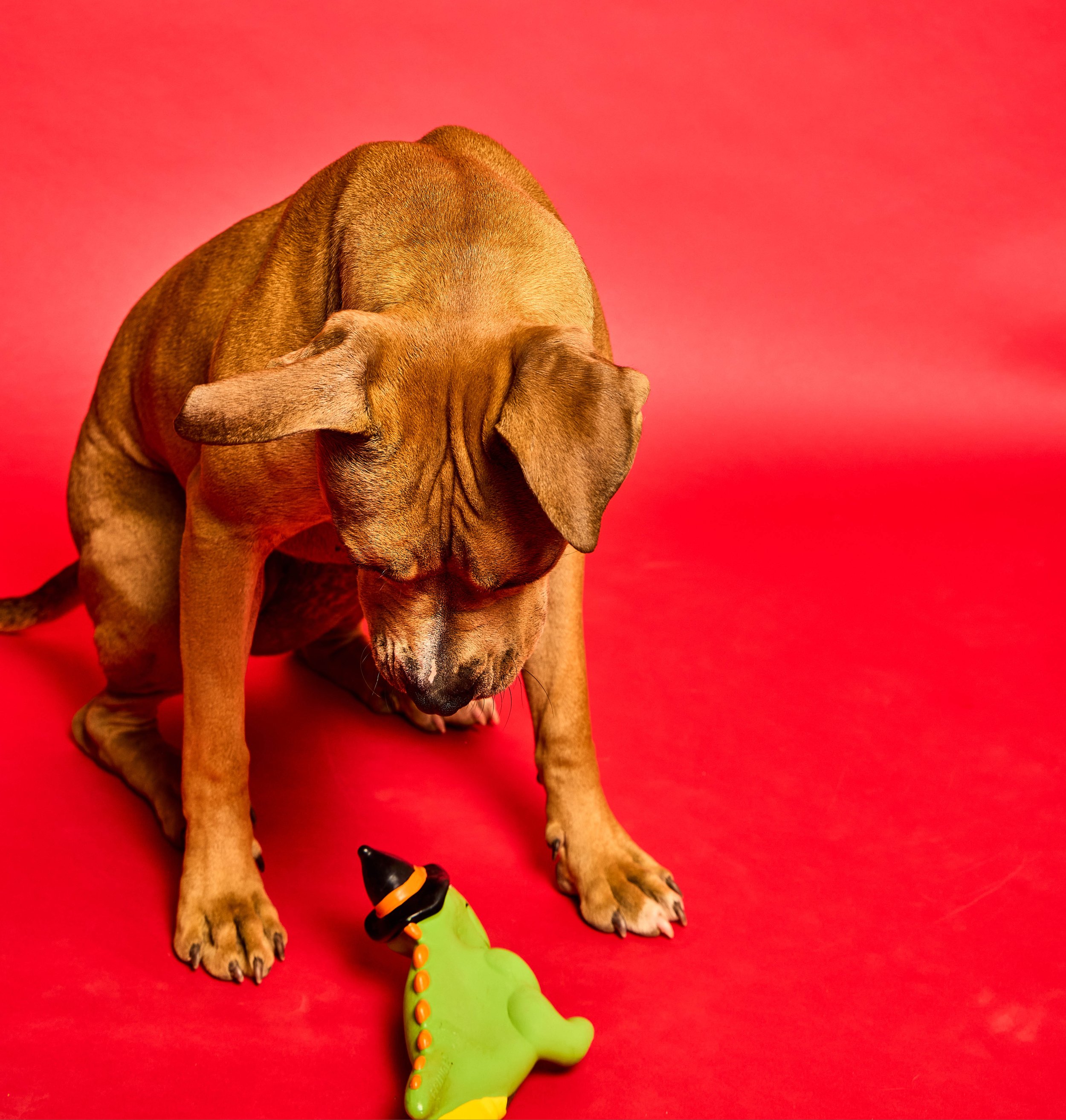 Baypath_Humane_Society_4.jpg