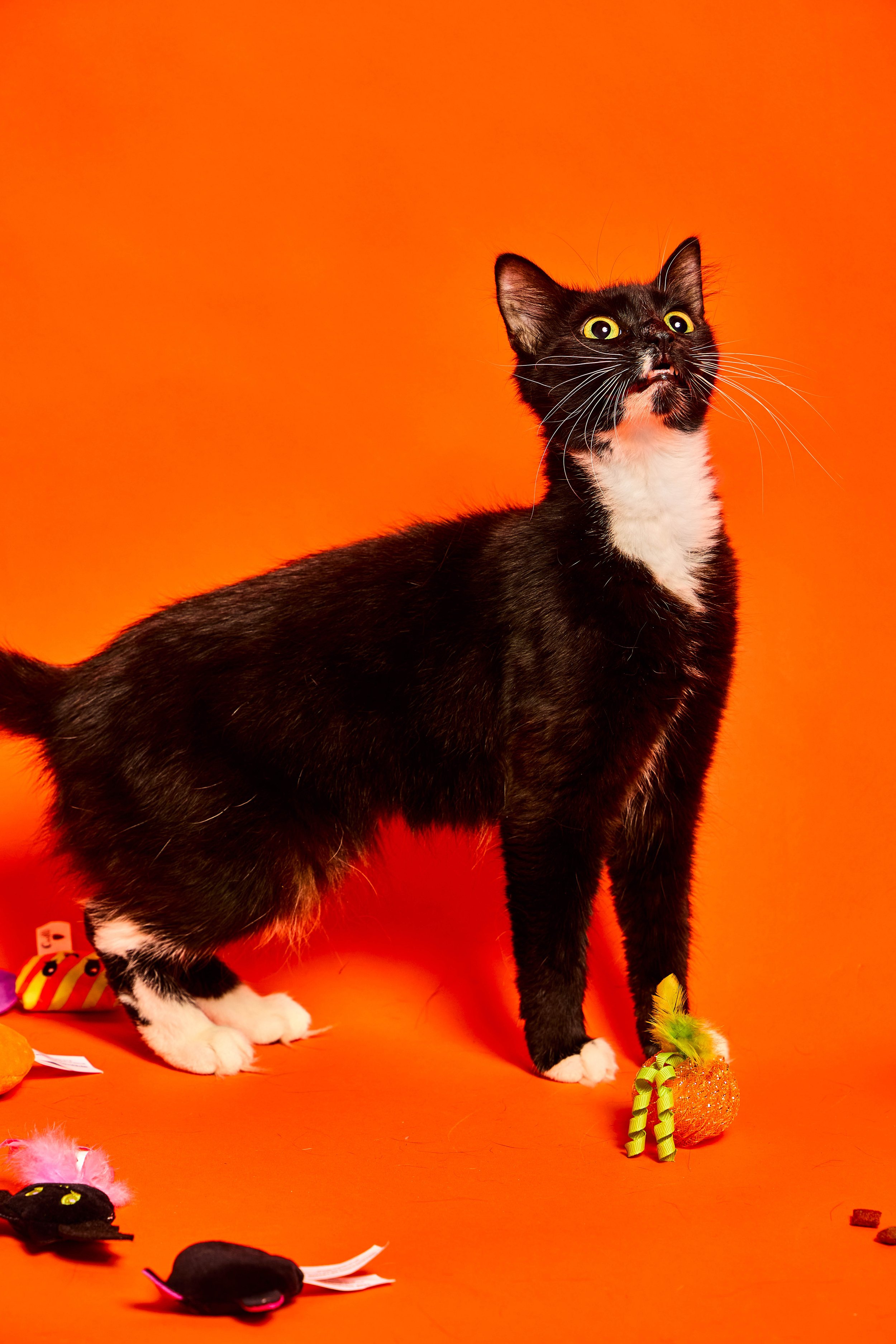 Baypath_Humane_Society_64.jpg
