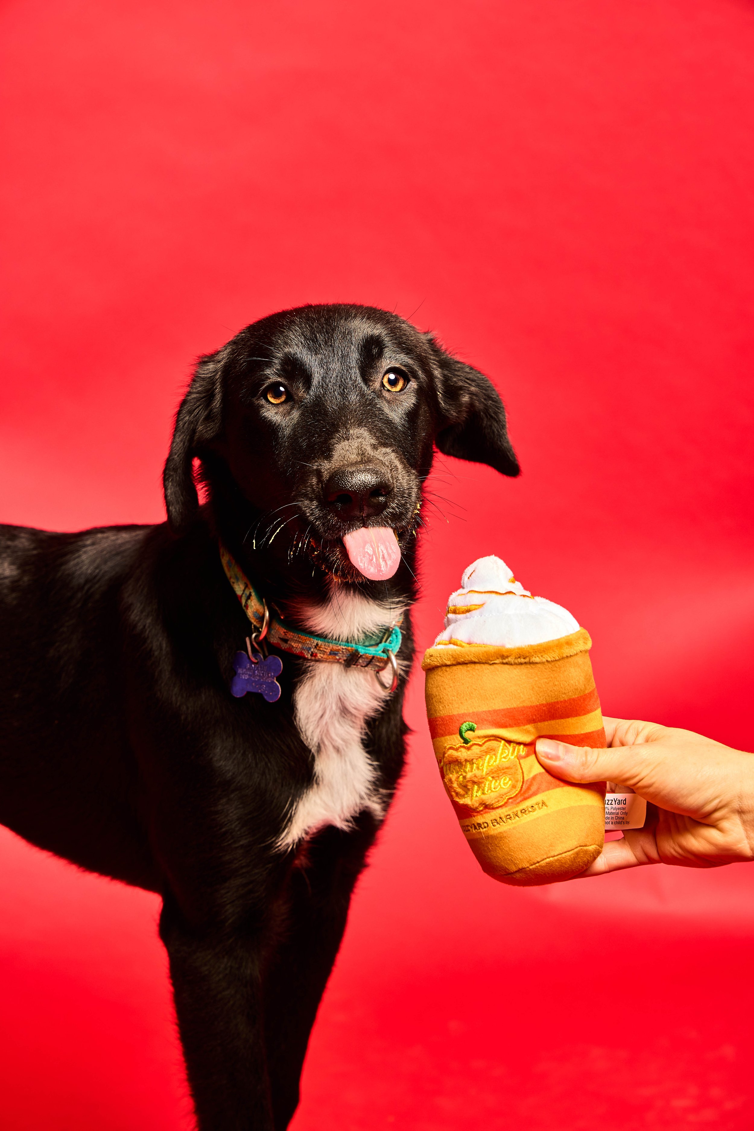 Baypath_Humane_Society_35.jpg