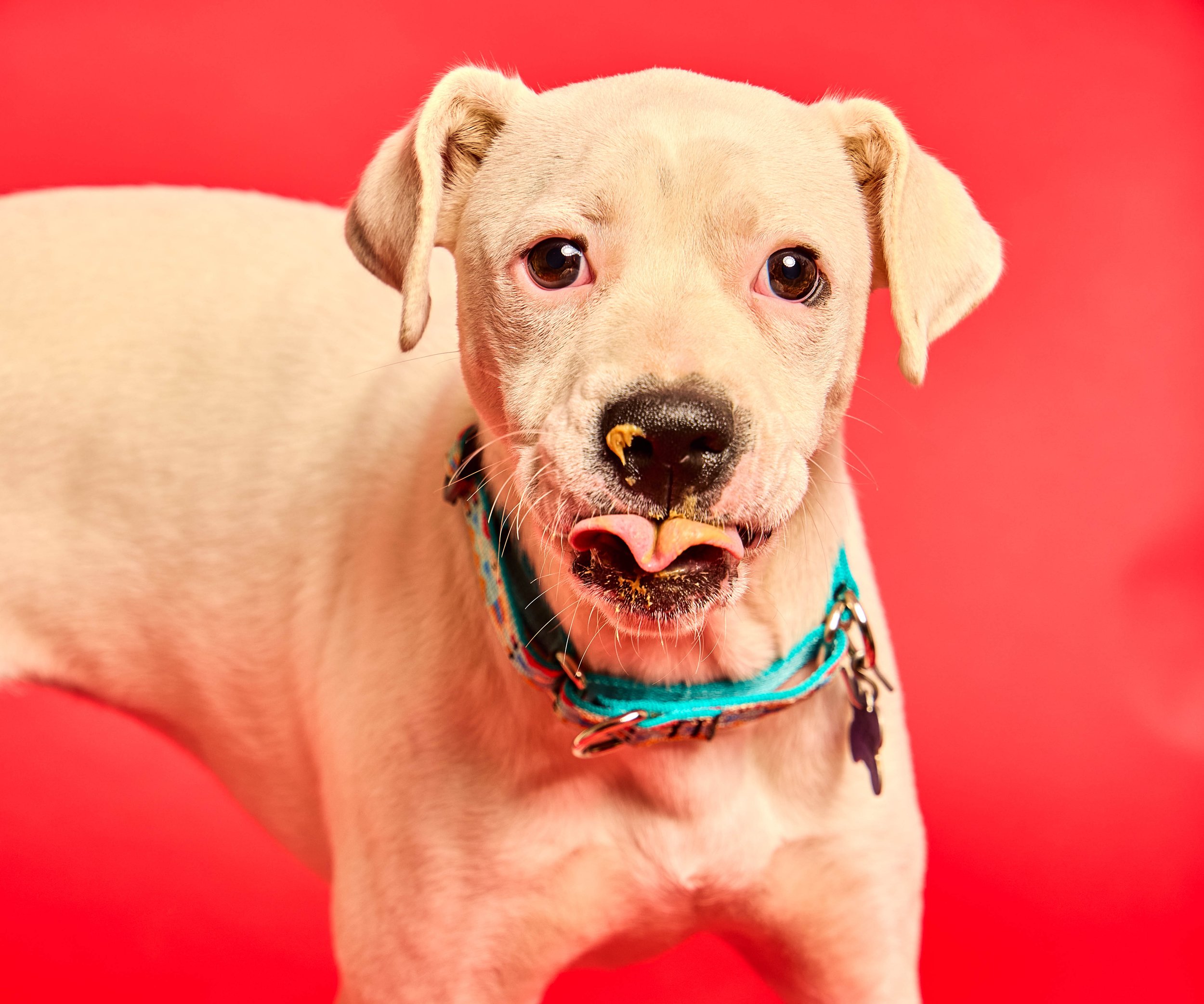 Baypath_Humane_Society_20.jpg