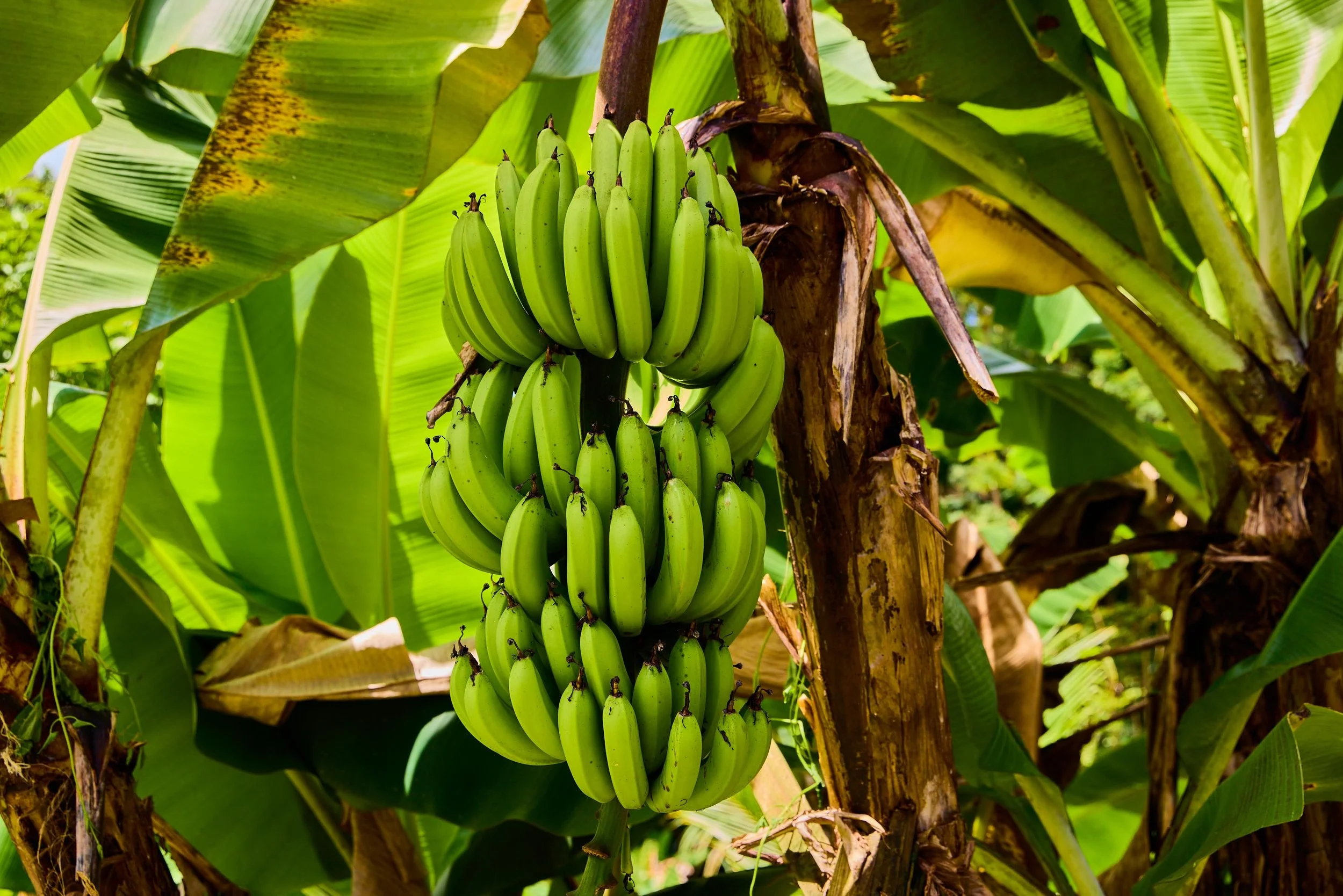 A bunch of green bananas growing on a banana tree with large green leaves surrounding it.