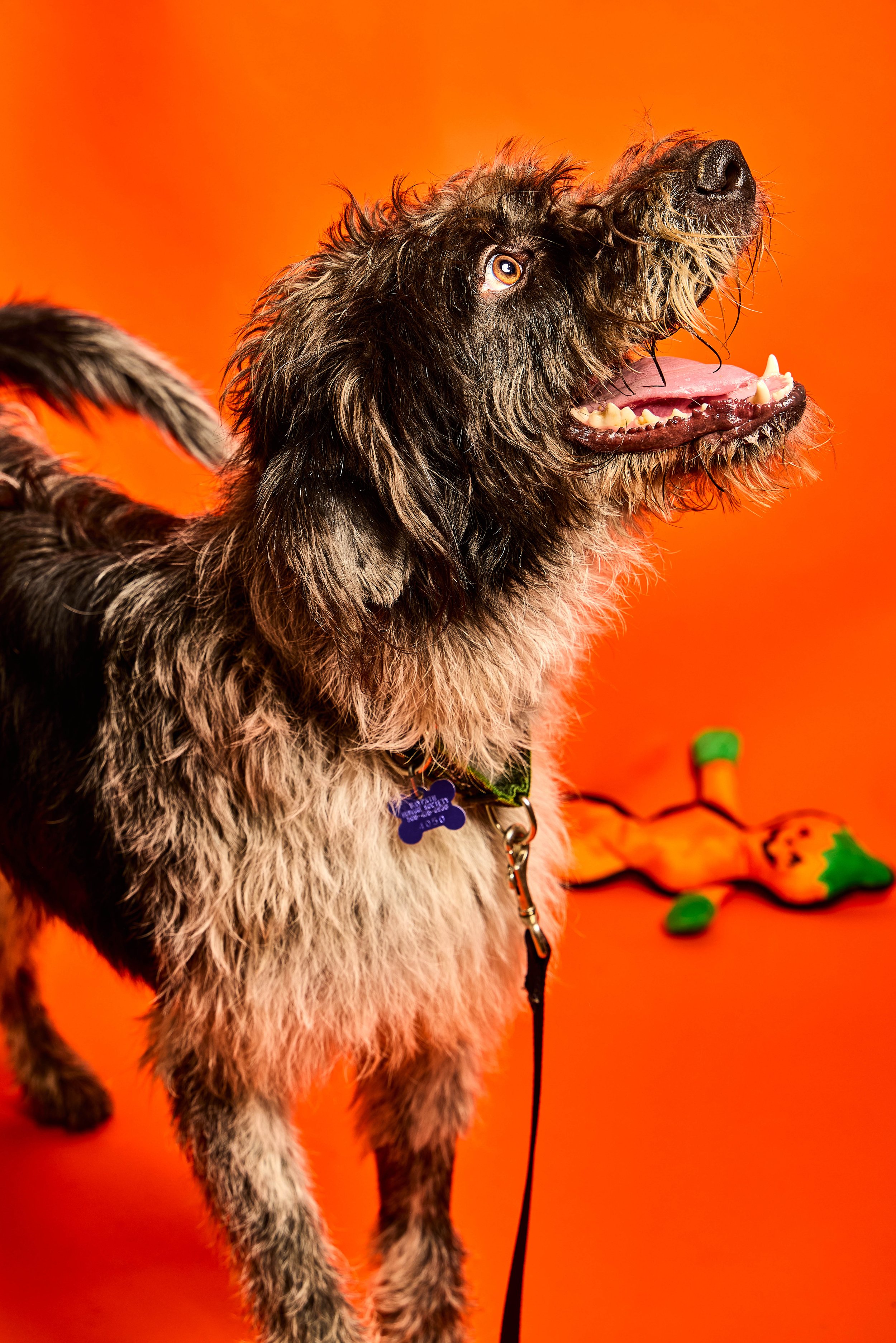 Baypath_Humane_Society_53.jpg