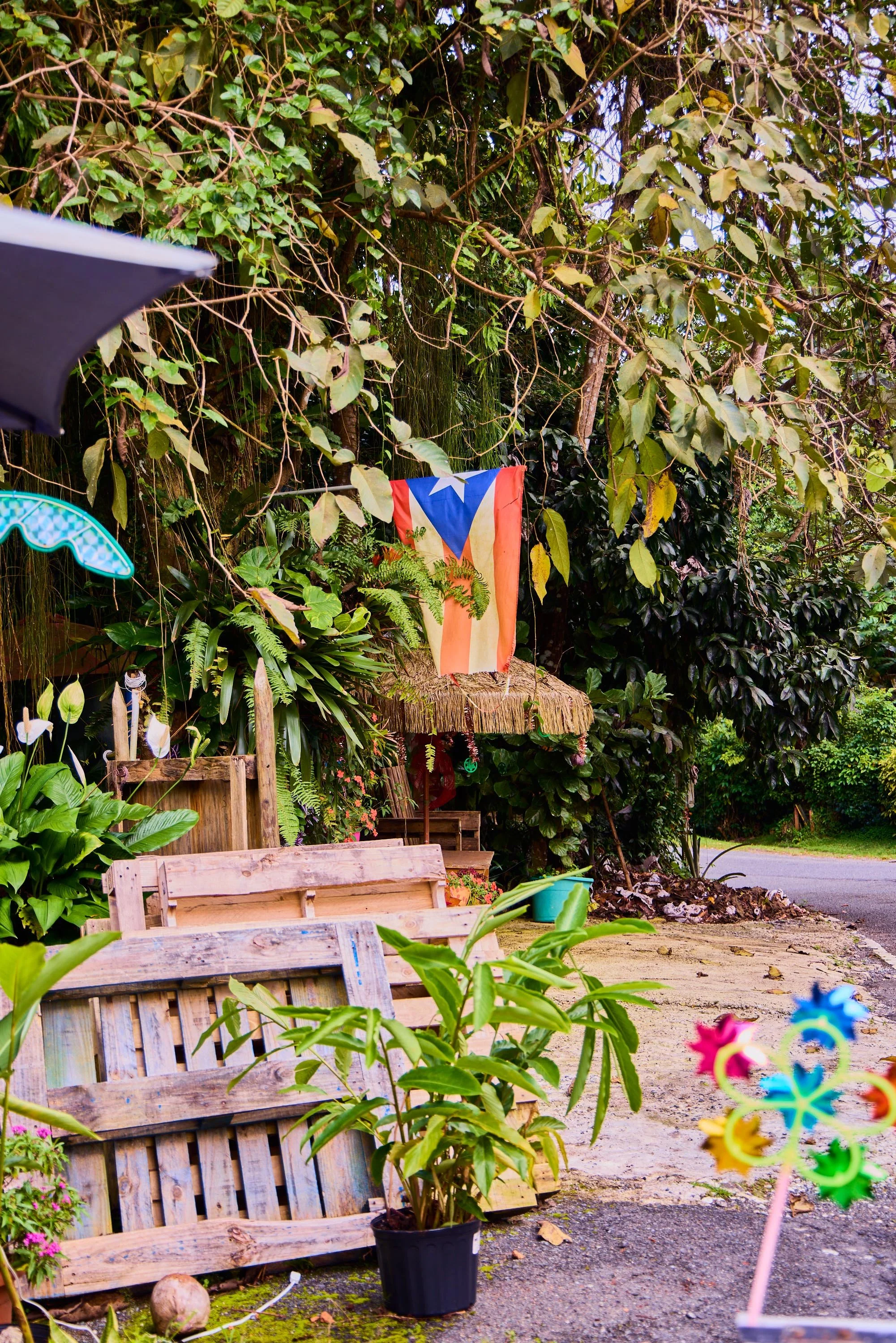 An outdoor scene with various green plants and trees, colorful pinwheels, a Puerto Rican flag, wooden benches, and a thatched-roof hut.