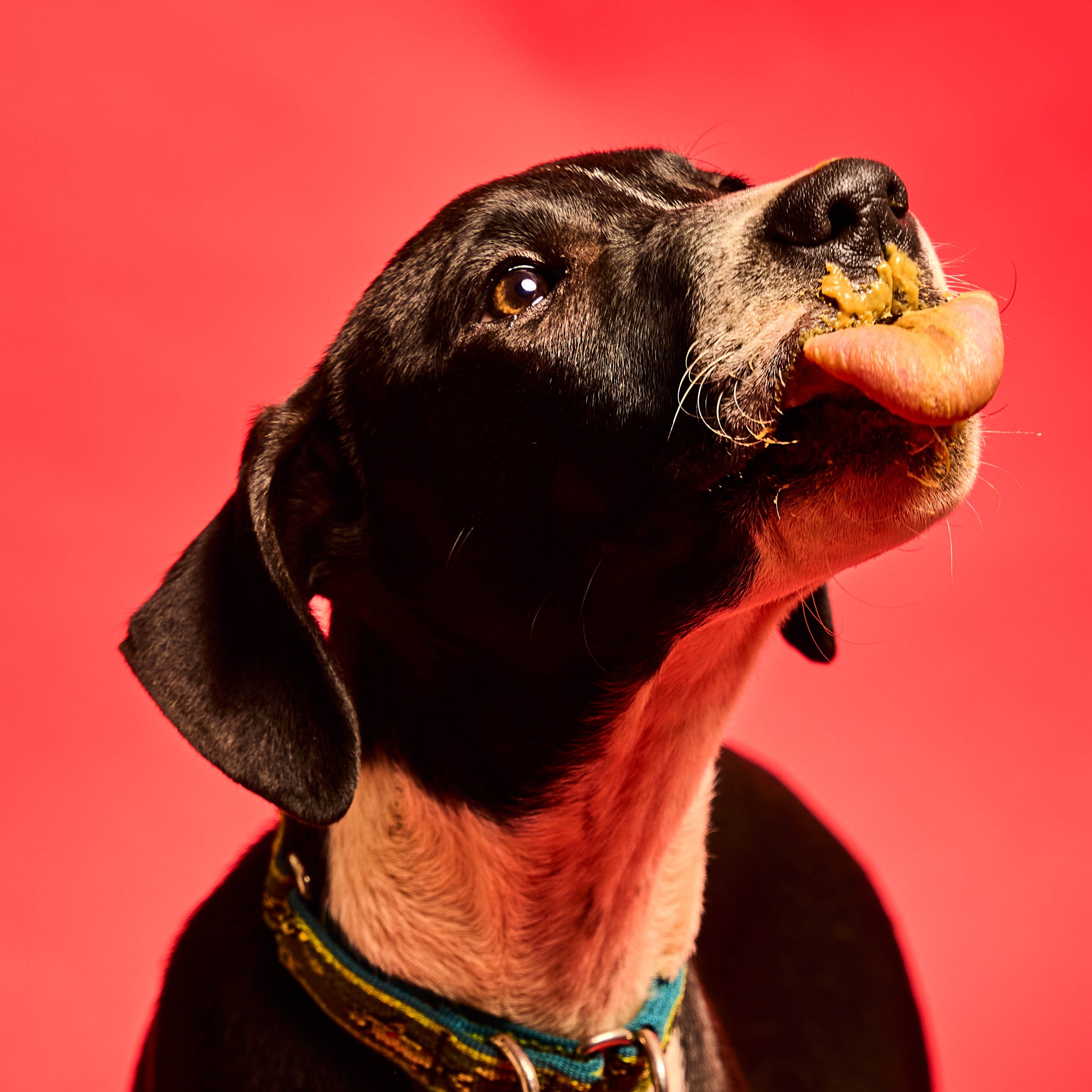 Baypath_Humane_Society_44.jpg
