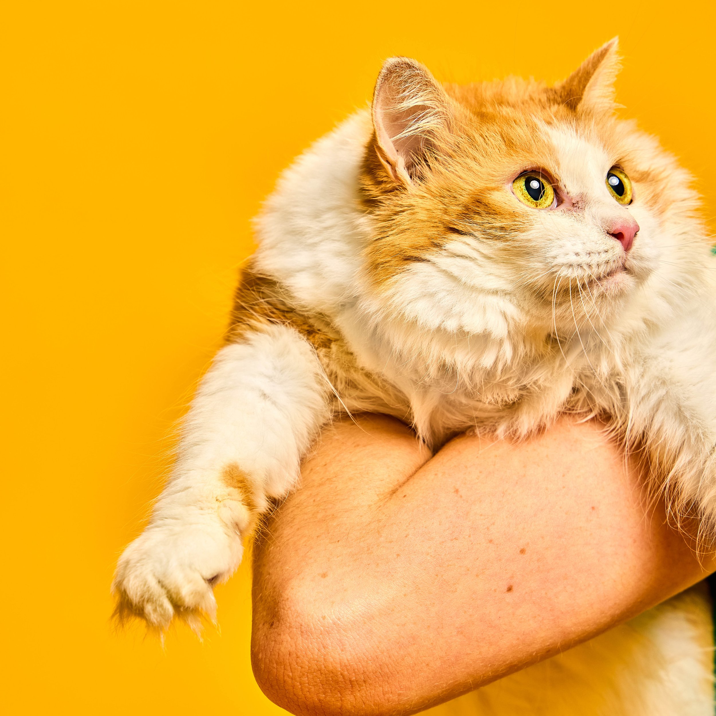 Baypath_Humane_Society_94.jpg