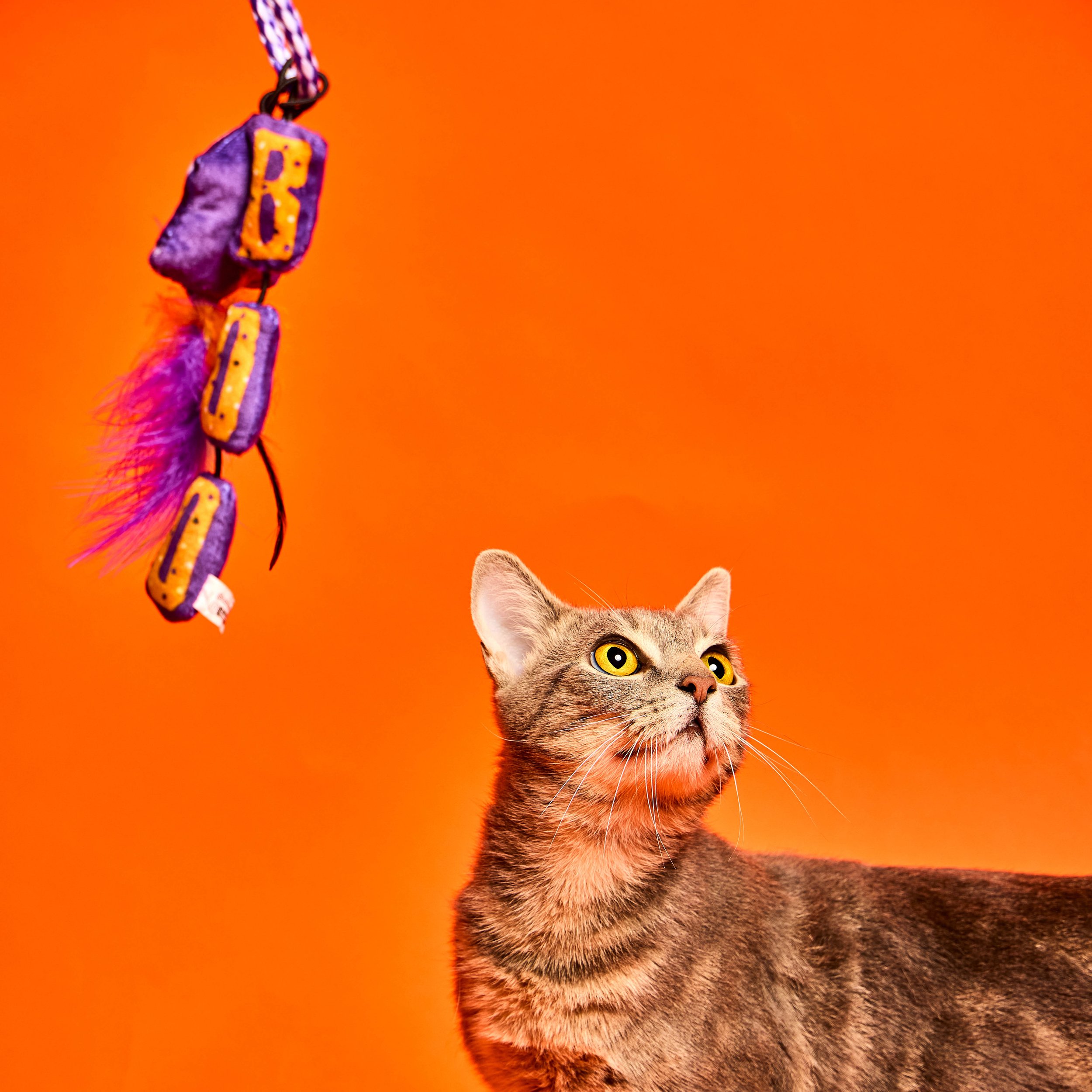 Baypath_Humane_Society_69.jpg