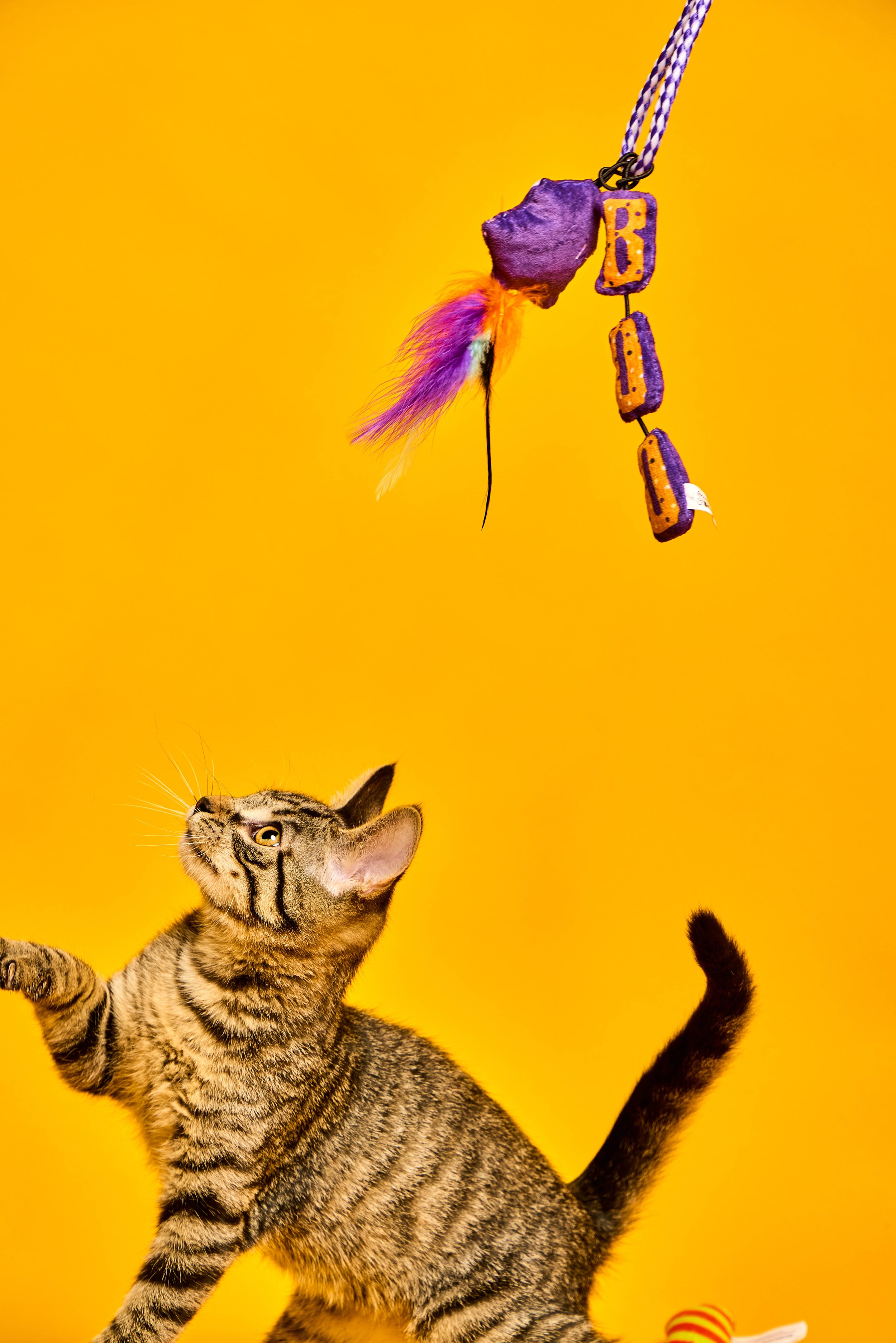 Baypath_Humane_Society_83.jpg