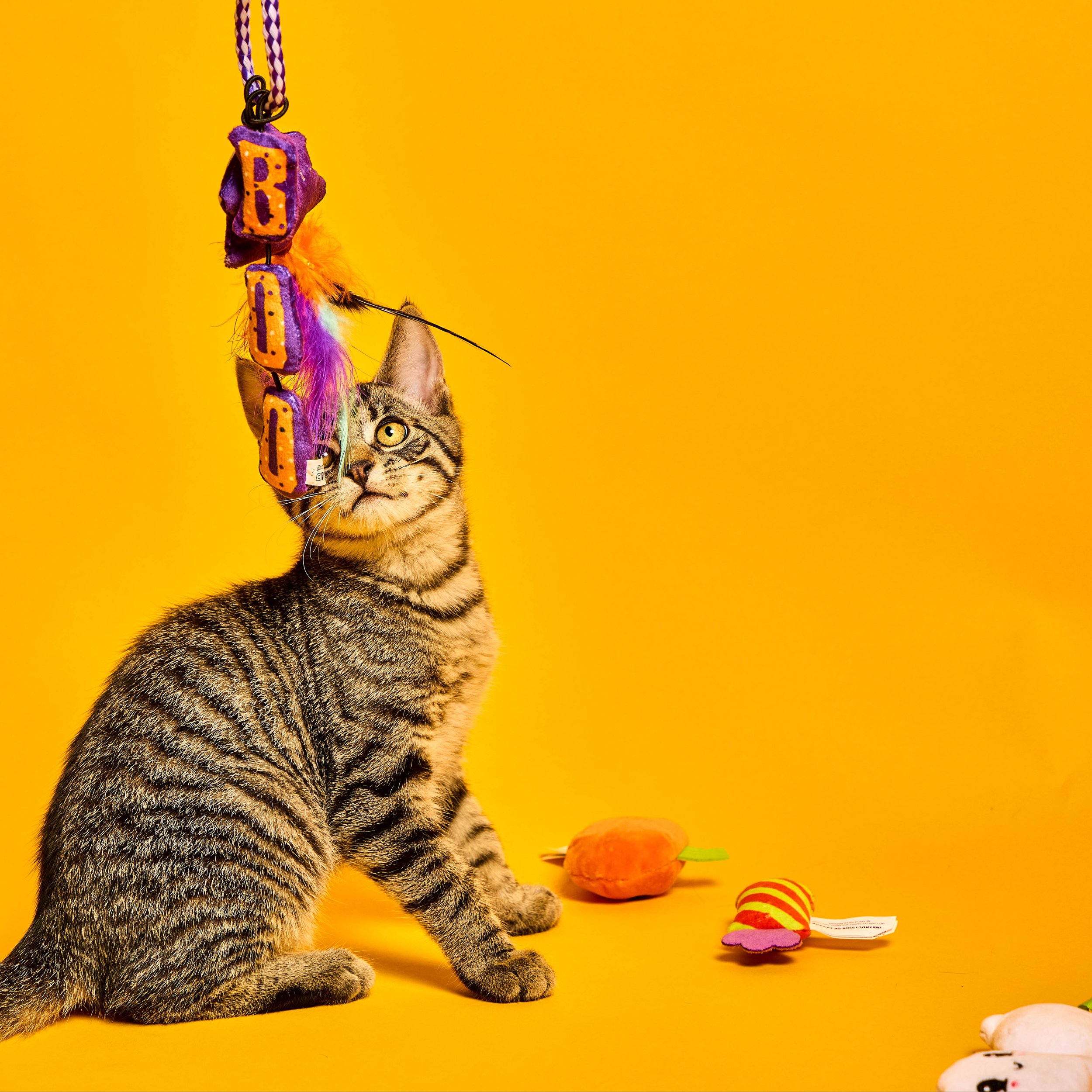Baypath_Humane_Society_86.jpg