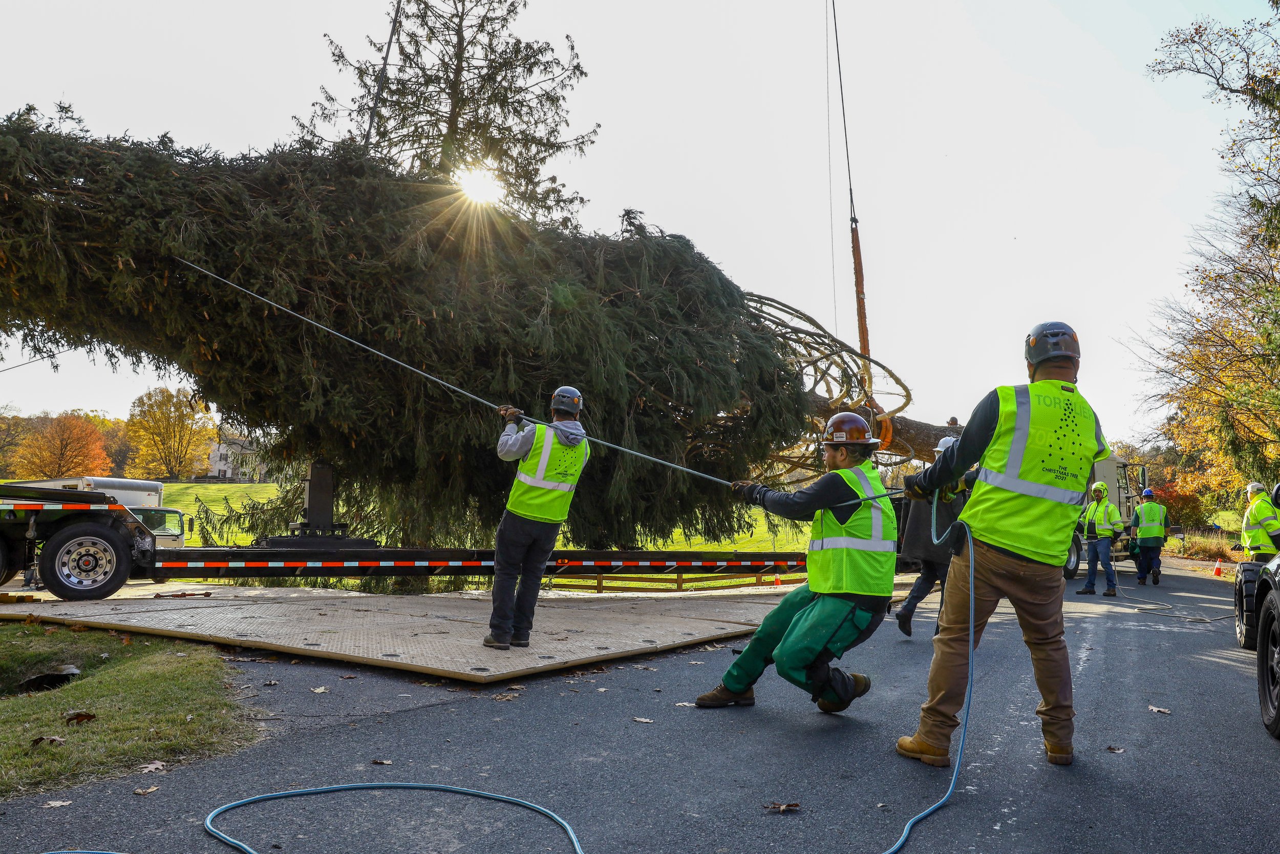 The 2021 Rockefeller Christmas Tree was cut down on Thursday, November 11, 2021, in Elkton, Maryland, marking the first time the Rockefeller Center has chosen a tree from the state. Seen here, the 79-foot-tall Norway Spruce is loaded onto a flatbed t