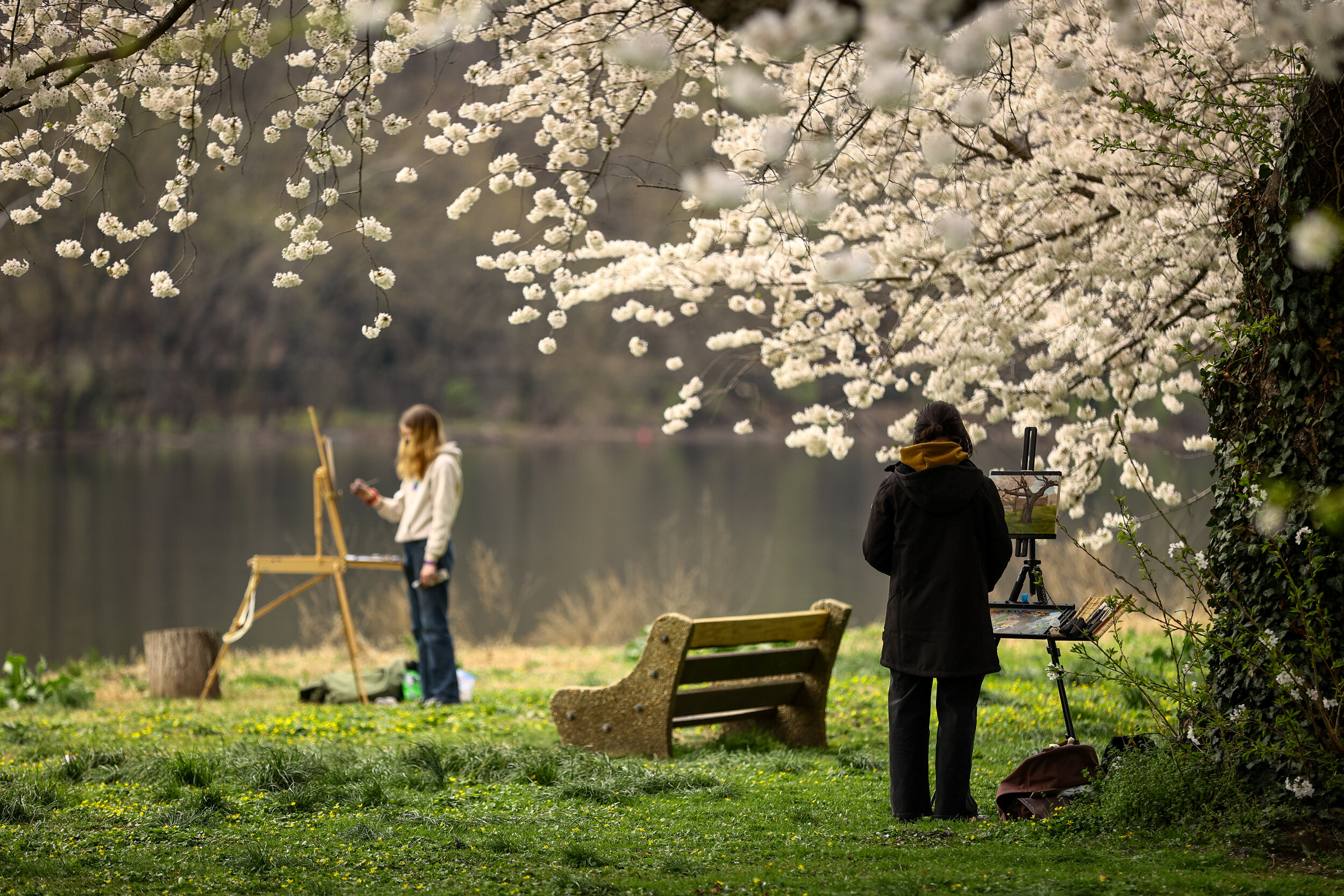 Artists paint amongst blooming cherry blossom trees along Kelly Drive in Philadelphia on April 7, 2021. These trees are a popular spring attraction when in bloom and can be found across the city, most notably along Kelly Drive and in Fairmount Park.