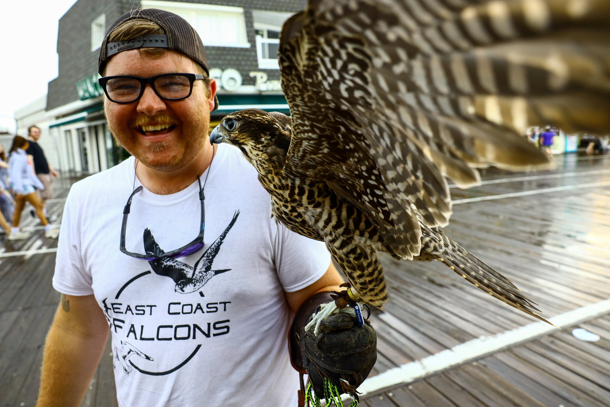 Ian Turner, a falconer from Tennessee, patrols the Ocean City, New Jersey boardwalk with a falcon named Scarlett on Wednesday, June 9, 2021. For the past few summers, Ocean City has hired falconers to combat aggressive seagulls as the town sees an in