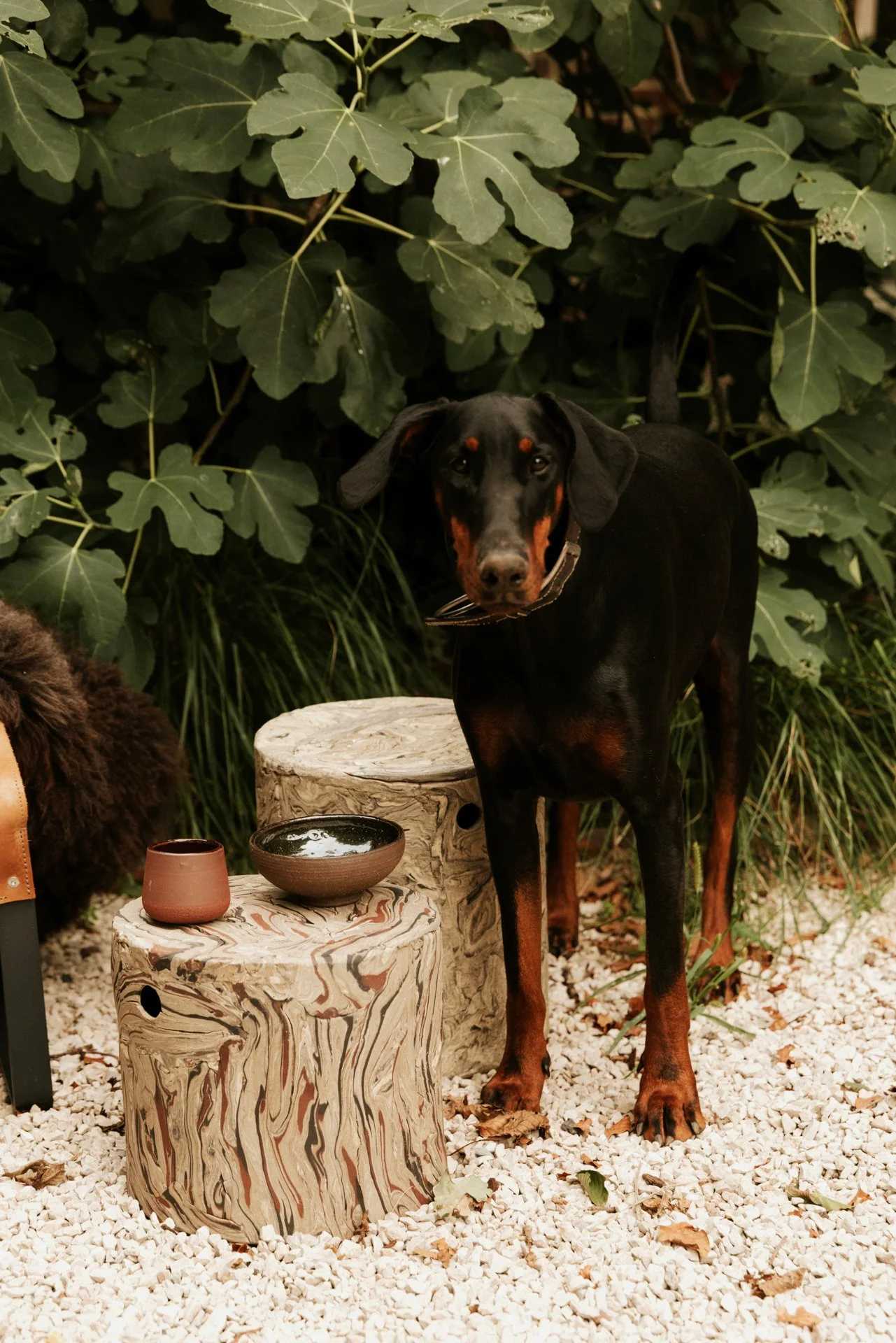 Een zwarte en tanhond staat op een ondergrond van witte stenen, omgeven door groene planten, met een houten tafel en keramische potten op de voorgrond.