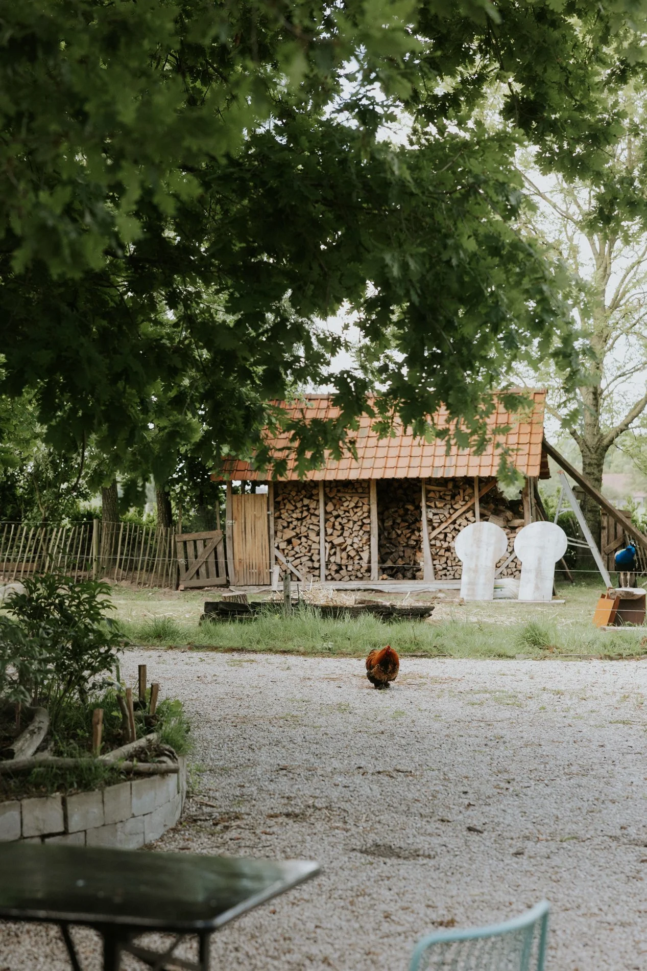 Oprijlaan met kip die rond loopt, houthuisje op de achtergrond en volwassen boom op de voorgrond