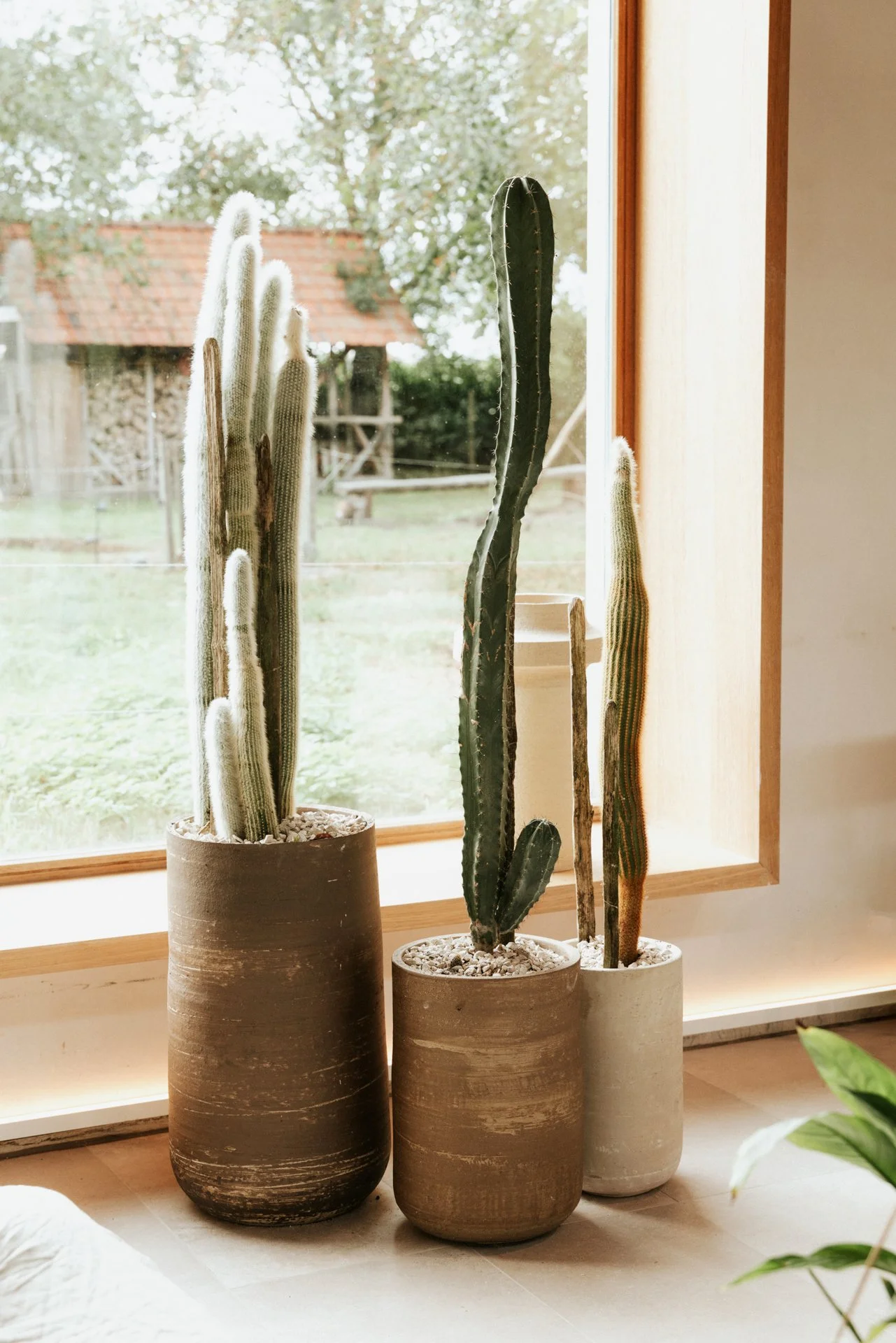 Bloempotten in keramiek met cactussen in.