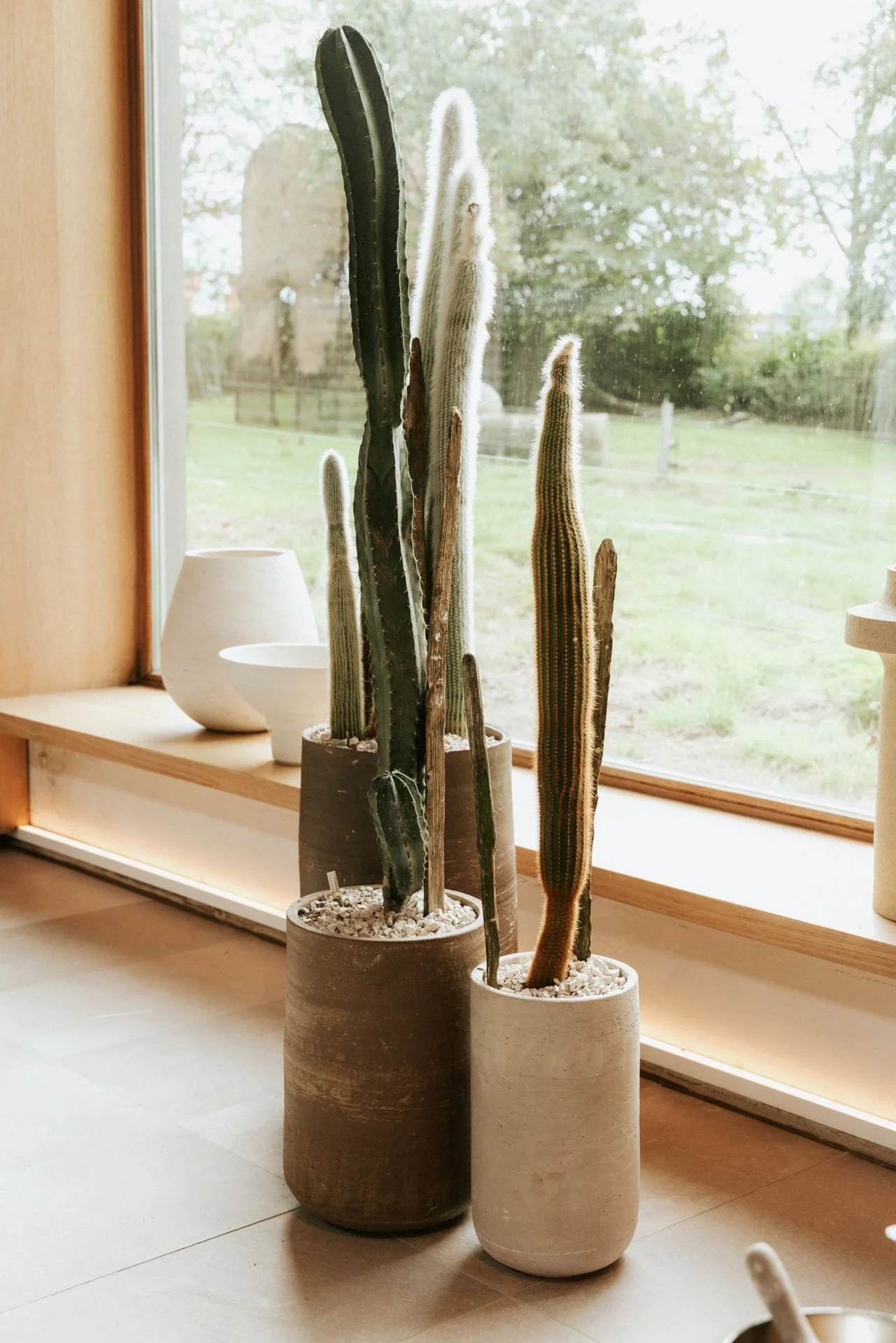 Vier cactussen in potten staan bij een raam, met een groene tuin en bomen buiten.