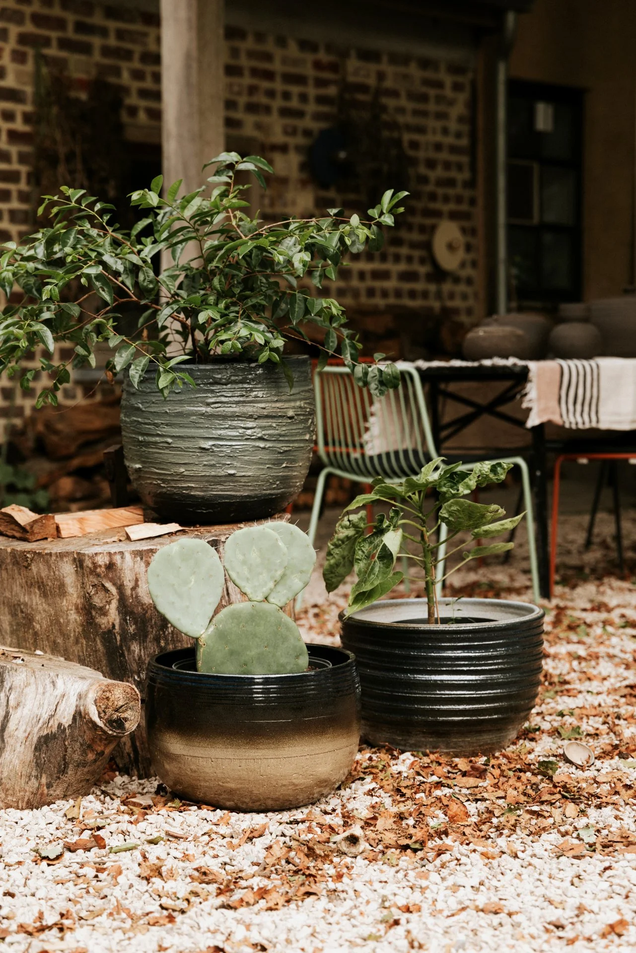 Twee planten, waaronder een cactus, in zwarte potten geplaatst op een ondergrond van droog bladeren en stukjes hout. Op de achtergrond een houten tafel met schalen en een gestreepte doek, tegen een bakstenen muur.