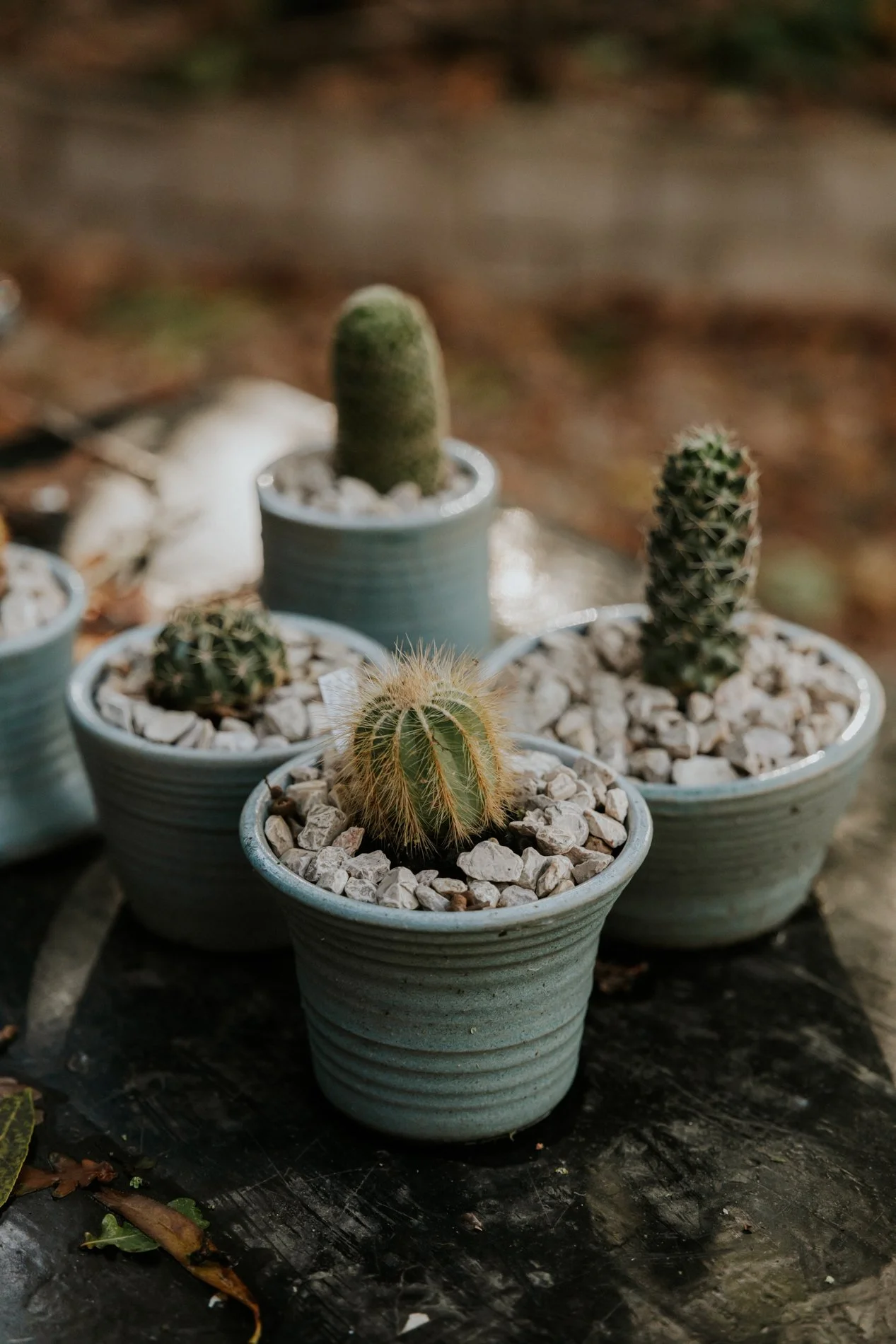 Vier groene keramiek bloempotjes met cactussen in op een tafel in de tuin.