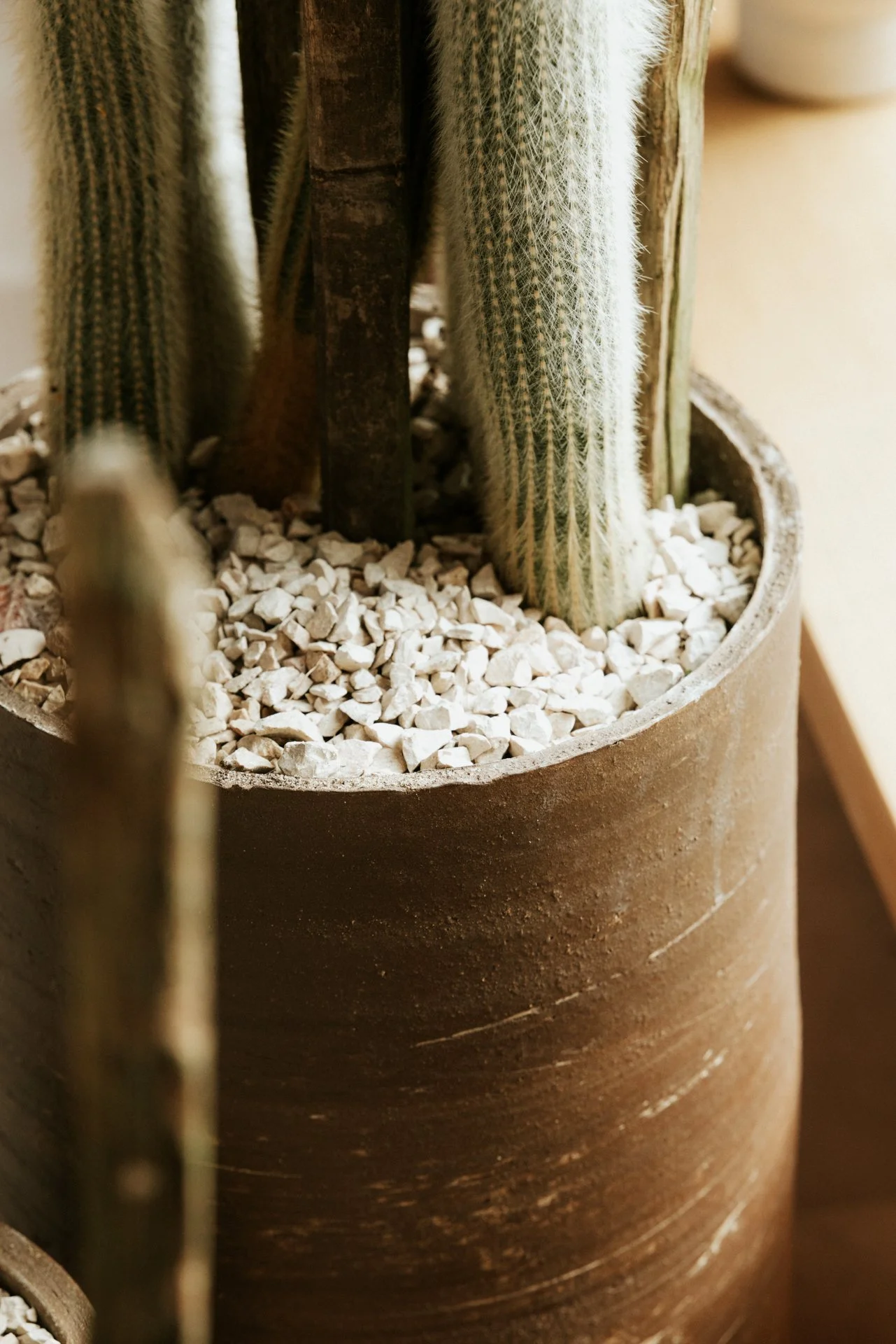 Close-up van cactussen in een grote terracotta pot met witte kiezels op de bodem.