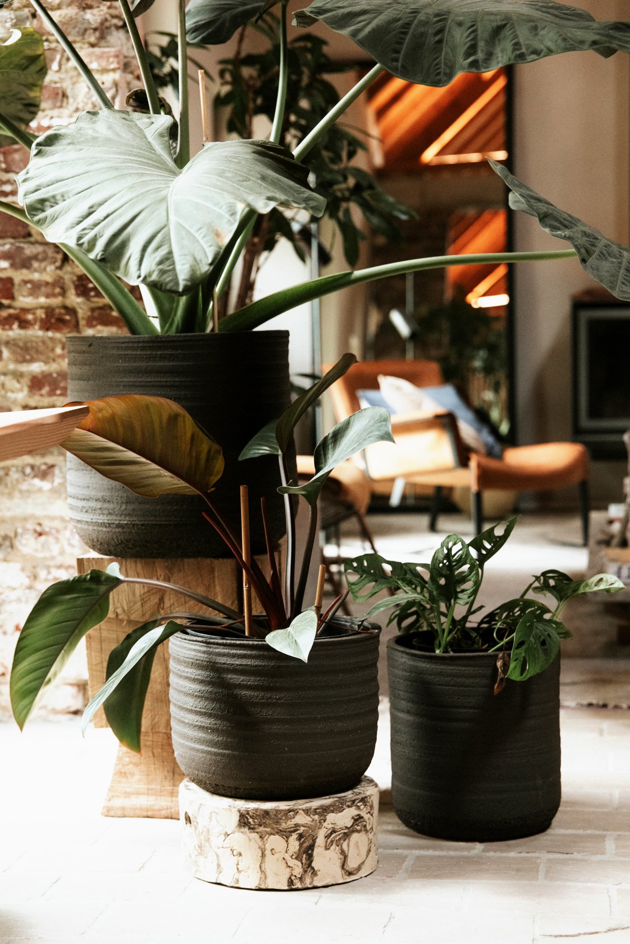 Drie groene planten in zwarte potten, geplaatst op een houten blok en een keramische standaard, binnenkamer met brick muur en houten planken, in de achtergrond een nachtkastje en een tv.