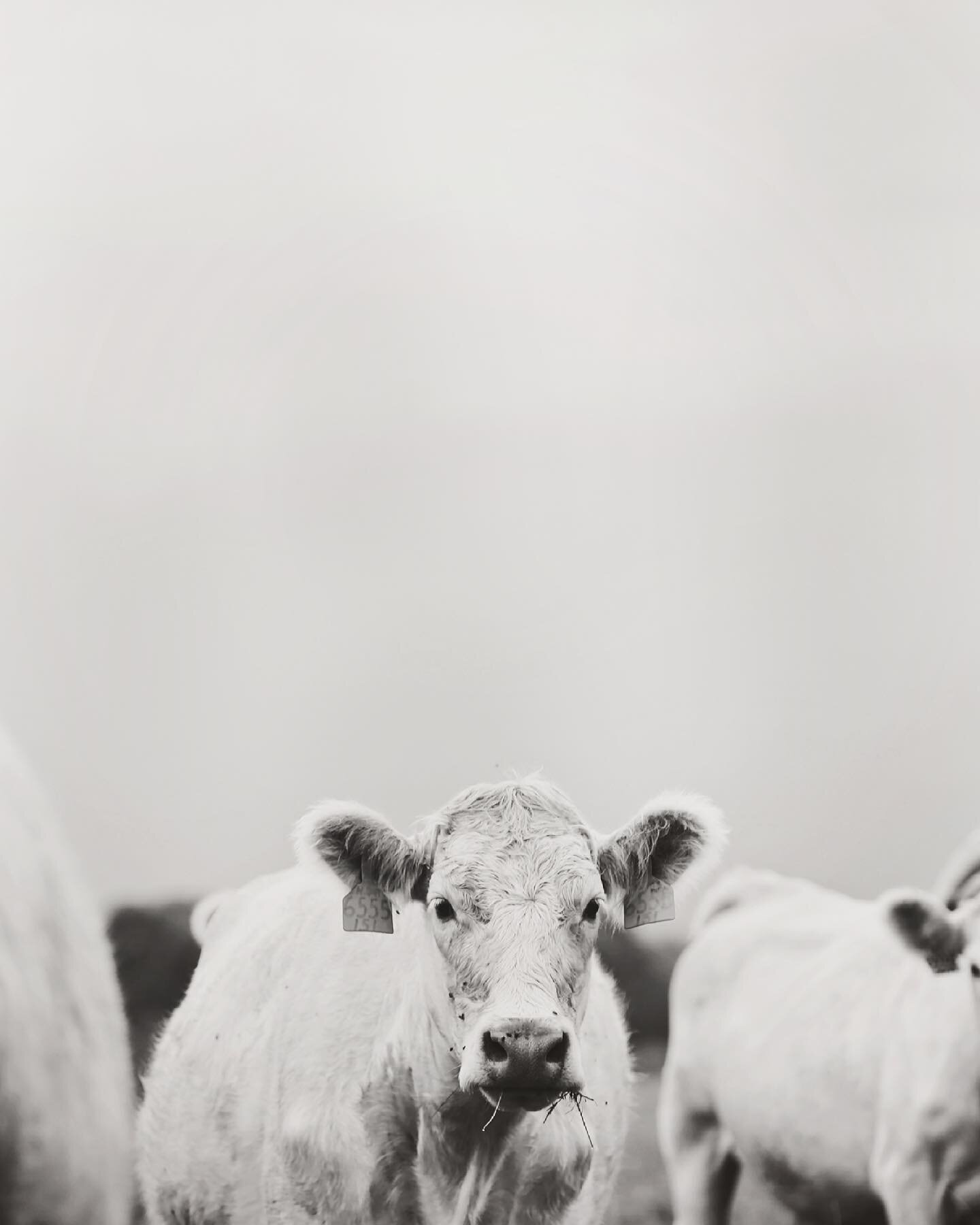 There's still a lot of uncertainty happening right now but something I can promise ya is more cow pictures in 2021.. 🤪🤪 
*
*
*
*
*
#brittanycoffeephotography #realranchphotos #cattle #oklahomaphotographer #farmpictures #missouriphotographer #tulsaf