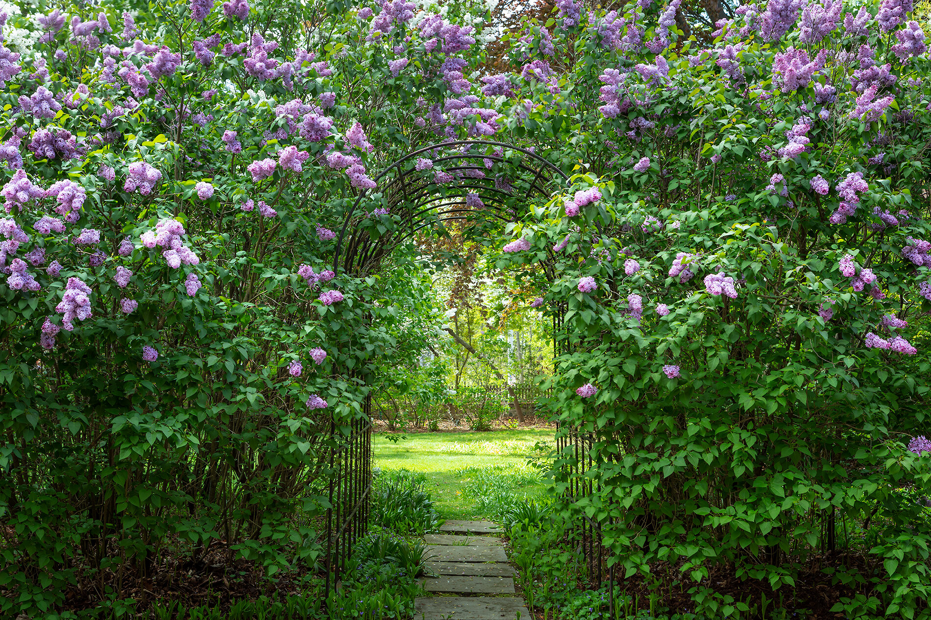 LAN_carrington_ext3 horiz lilac arch south.jpg