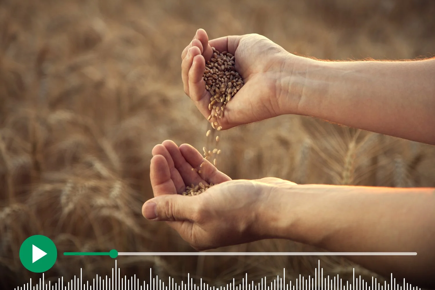 Episode 3: Price takers vs. Price makers - The arable perspective