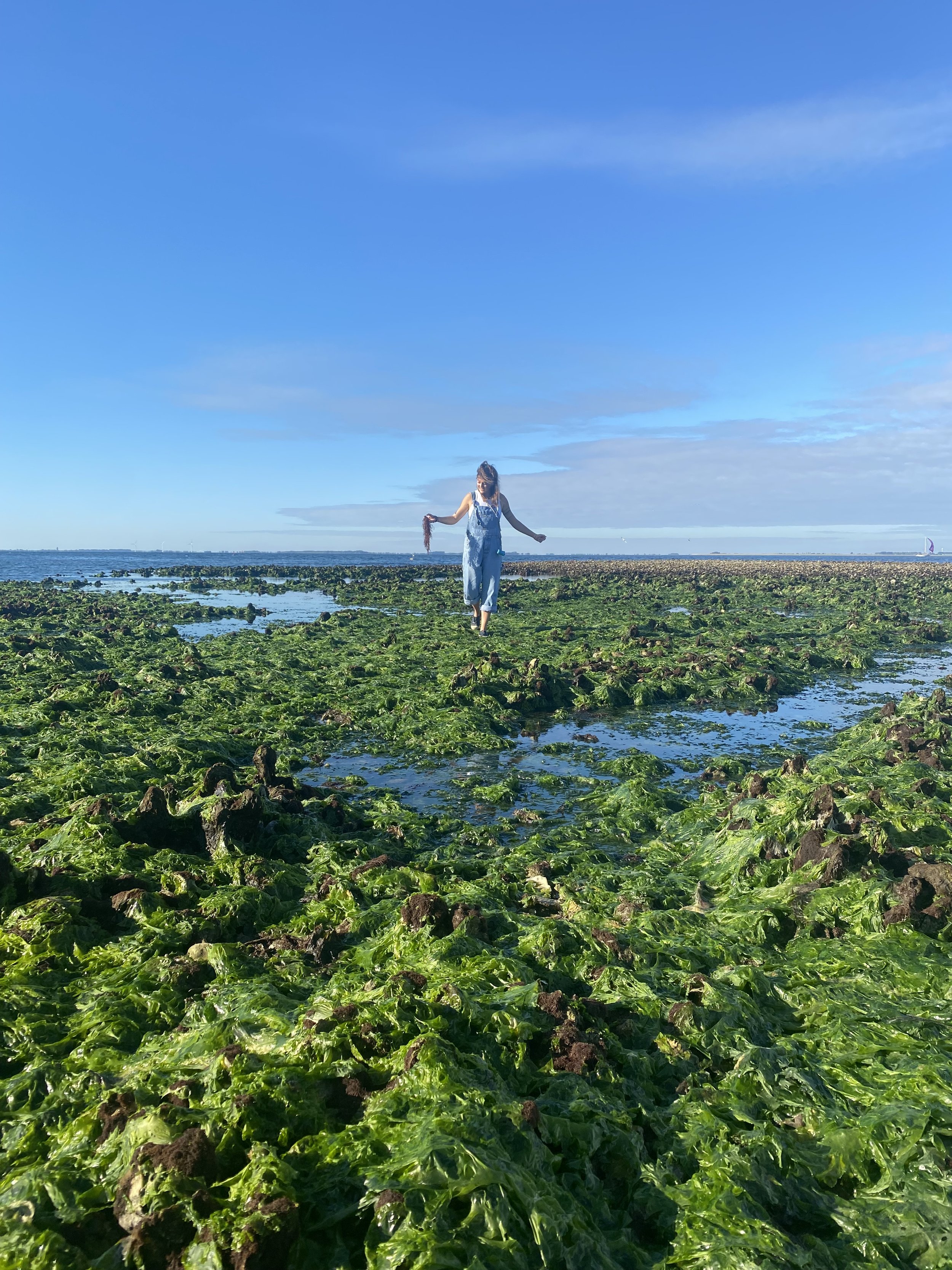 wildplukles 2/5 - KUST - Oosterschelde