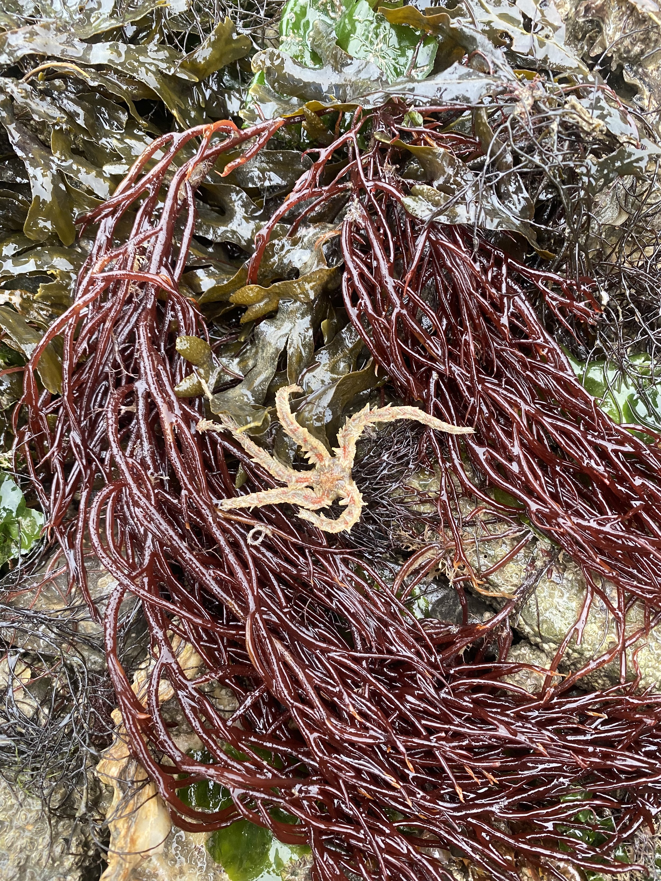 wildplukles 18/5 - KUST - Oosterschelde