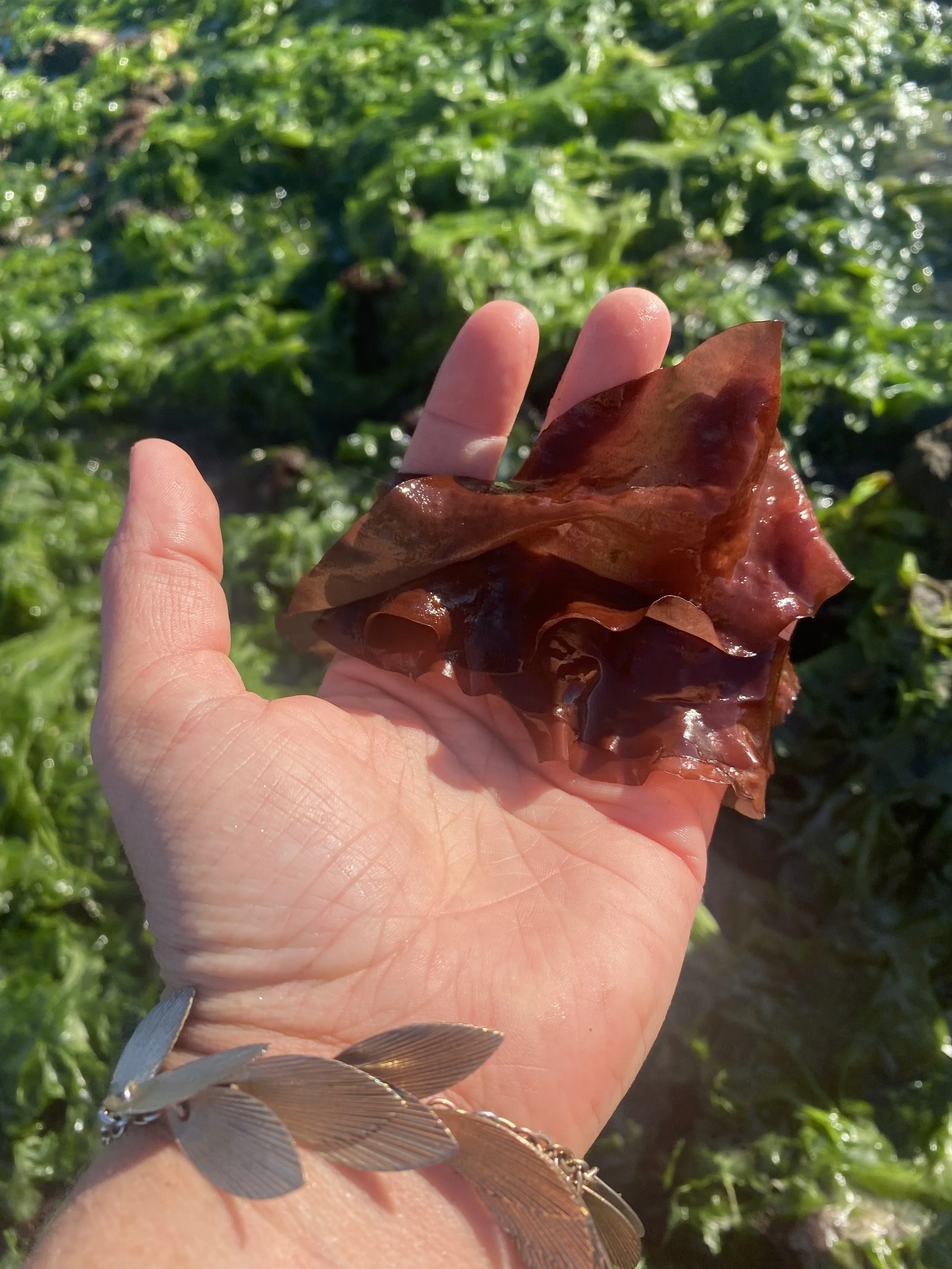 19/4/26 wildplukles KUST - Oosterschelde