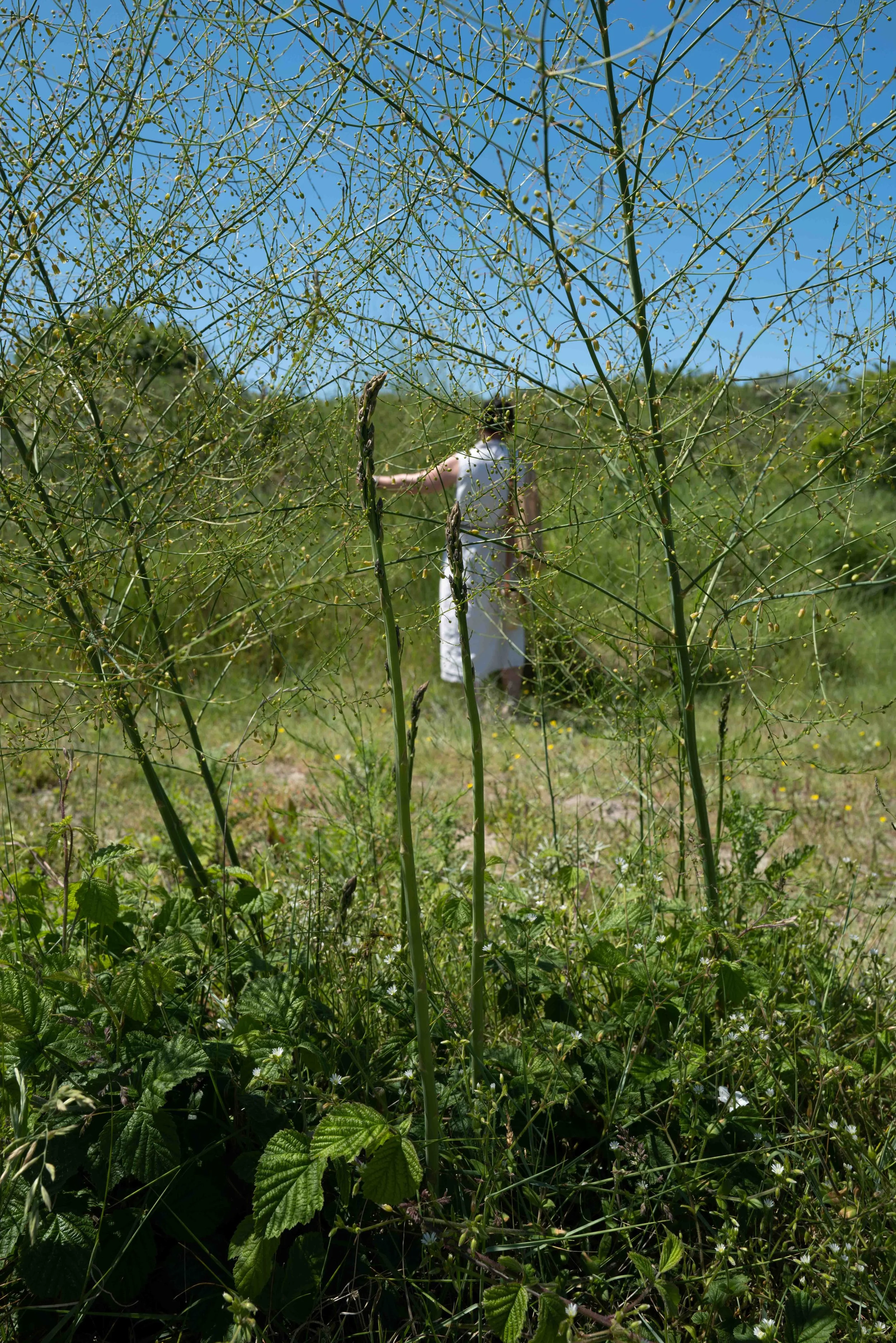 29/05/26 - DIS - Aphrodite's Kitchen