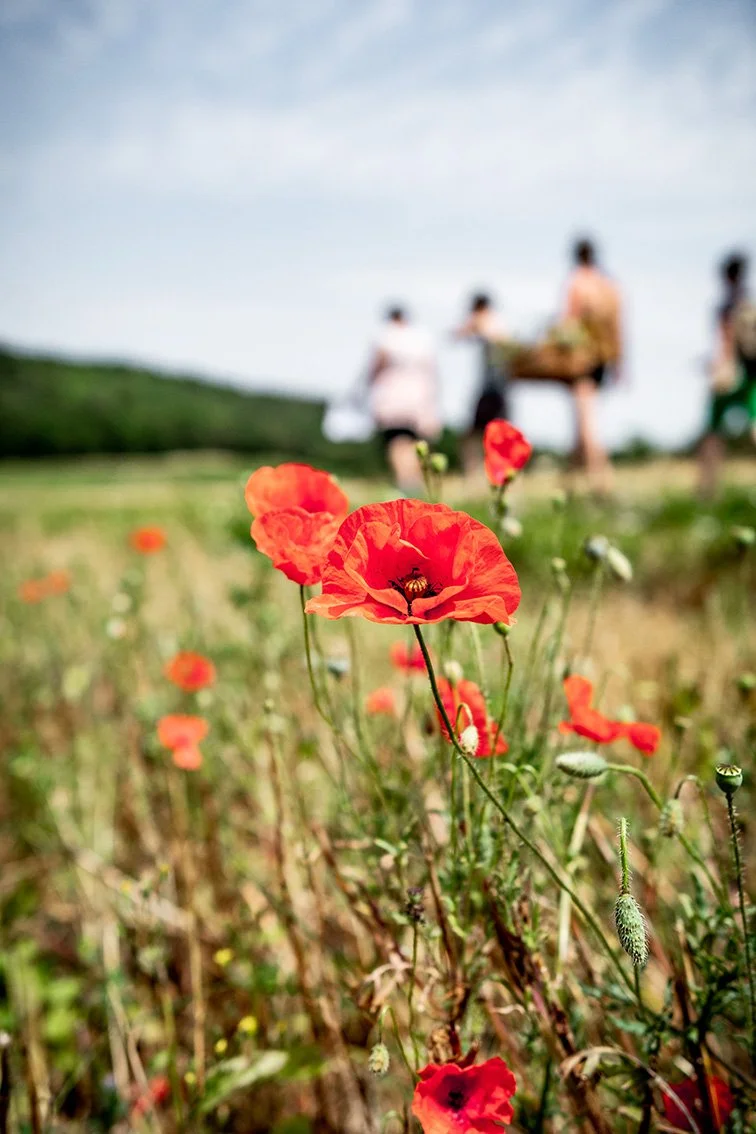 26/6/27 ZOMER - Seasonal Herbal Practice