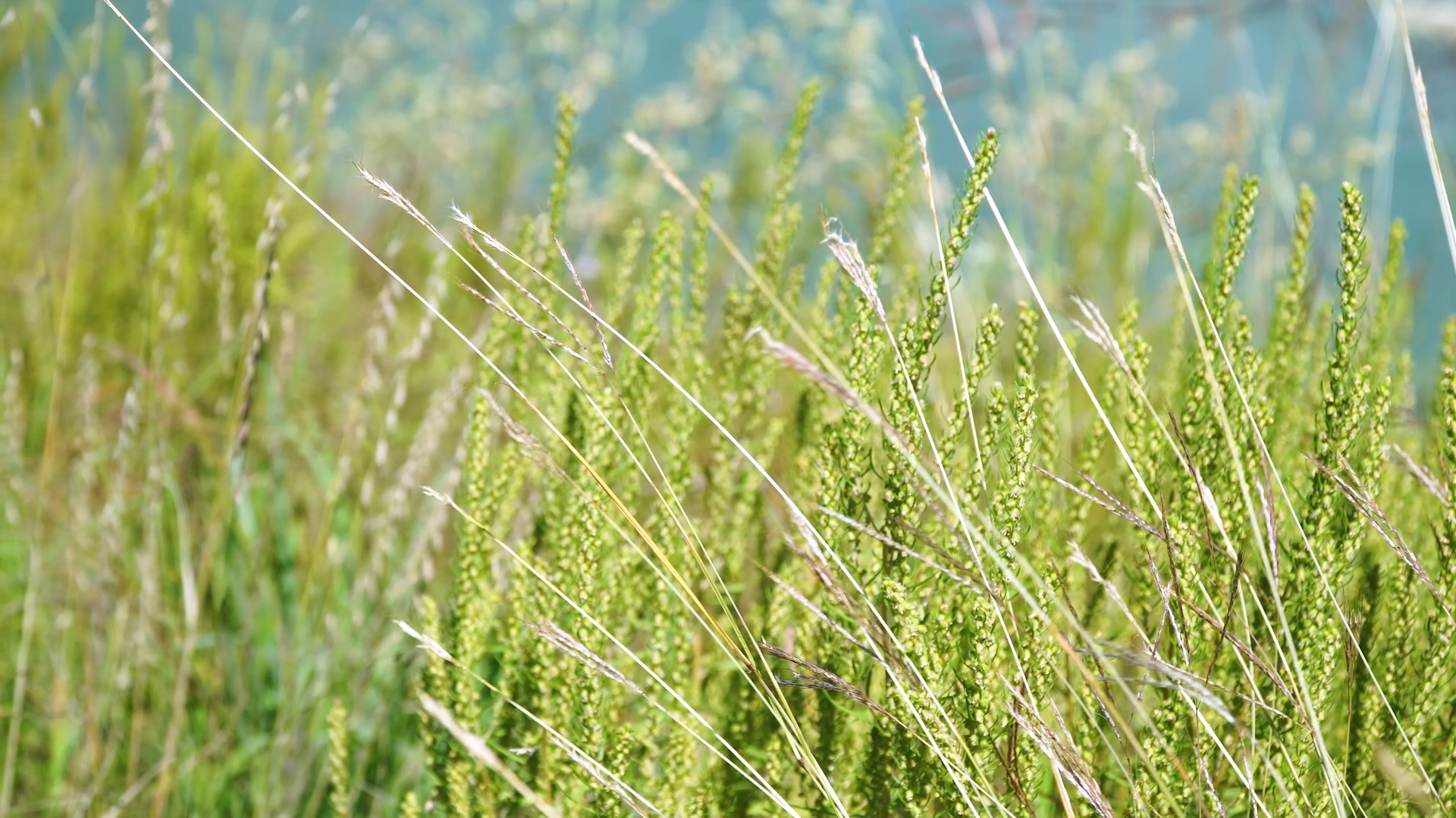 Native Plants at Grandfather's Lake