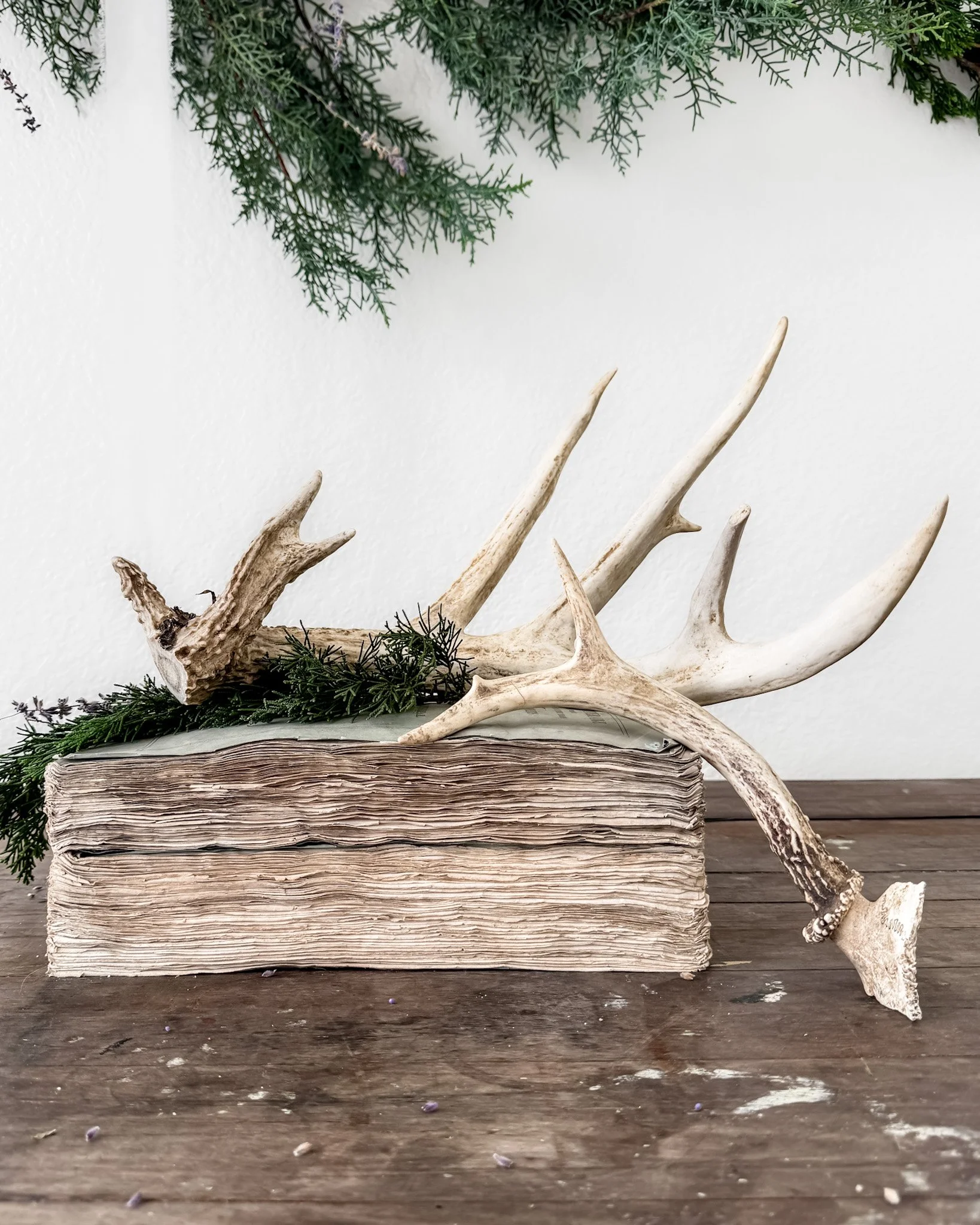 Natural Shed Deer Antlers