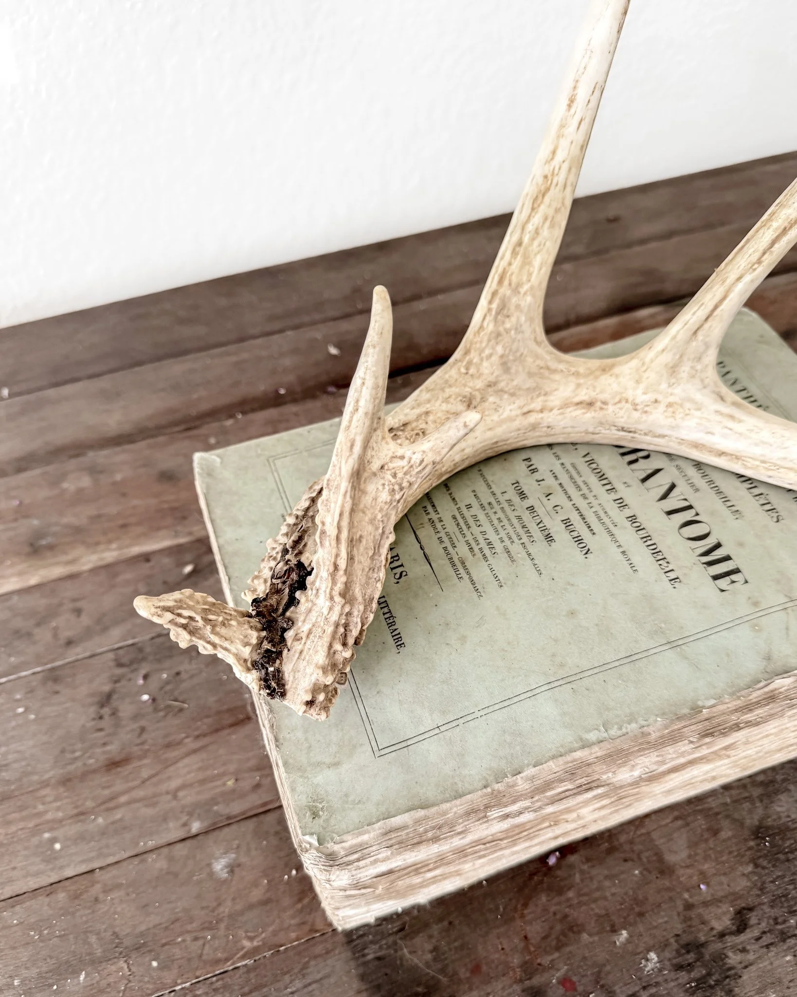 Natural Shed Deer Antlers