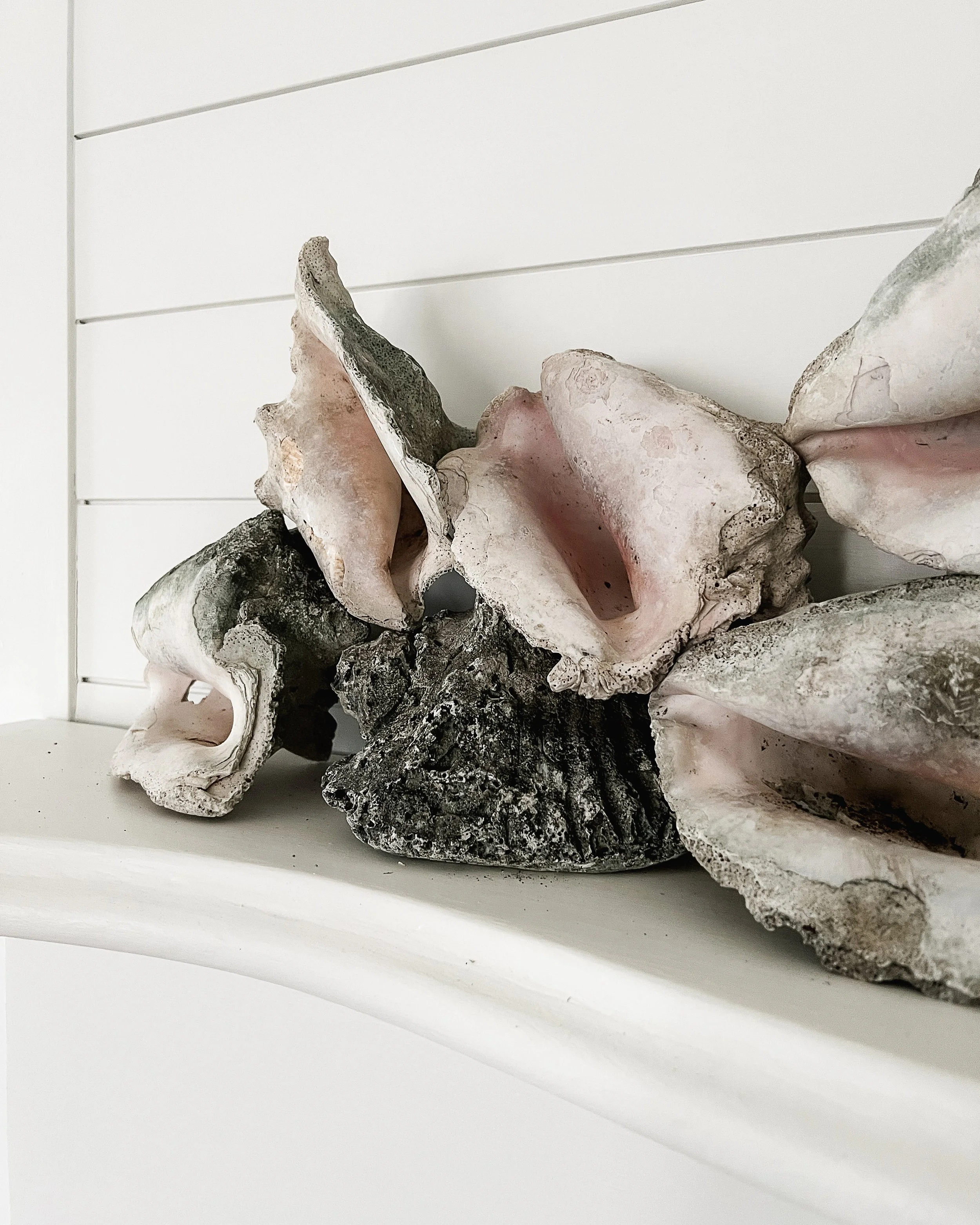 Fossilized Conch Shell