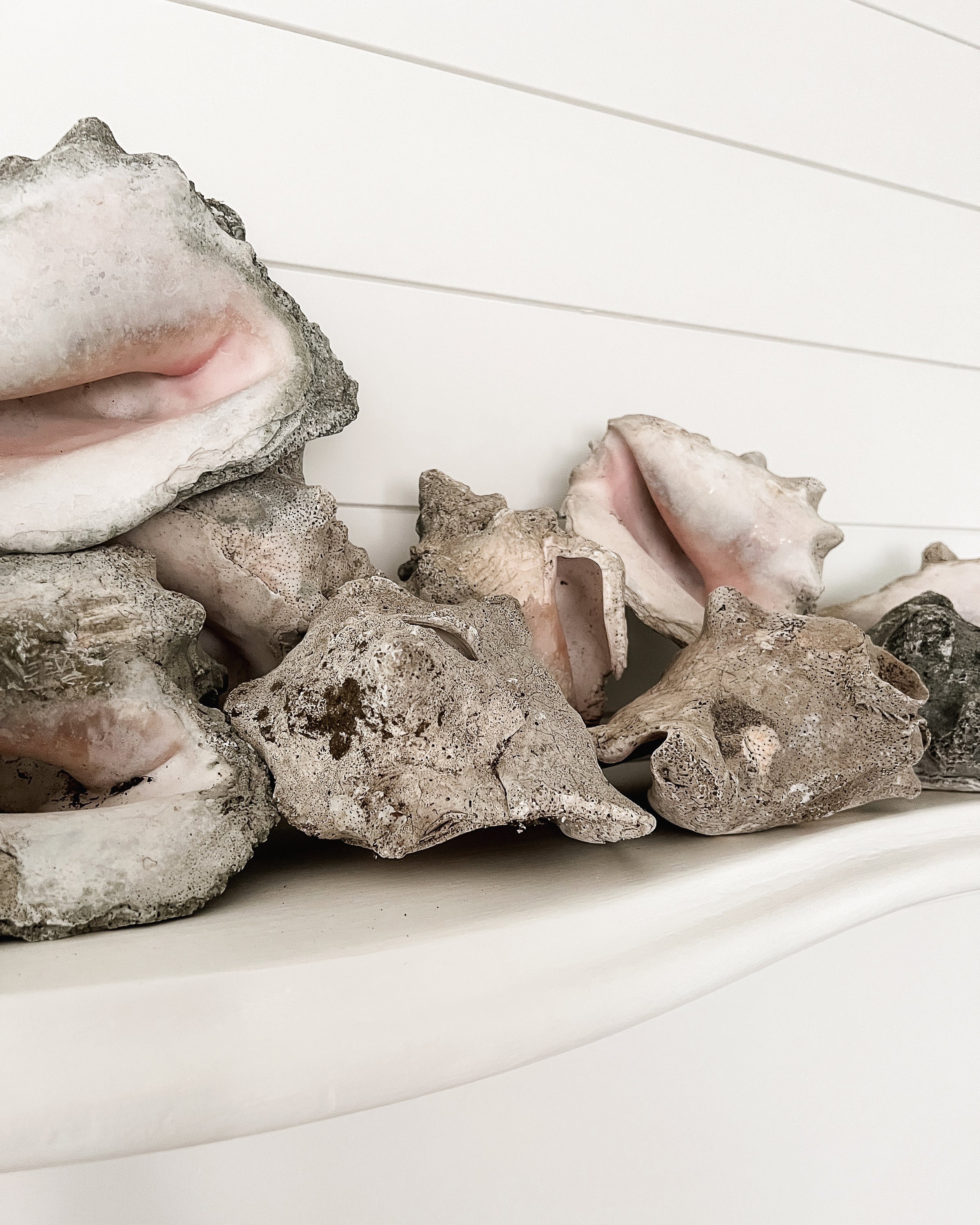 Fossilized Conch Shell