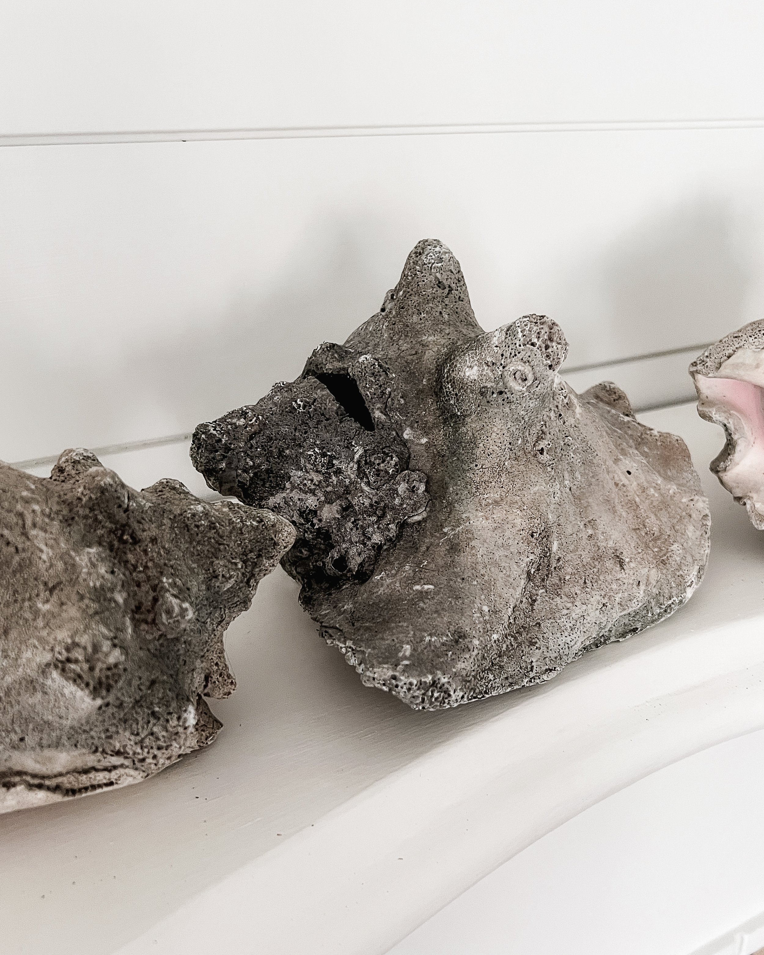 Queen Conch Shell