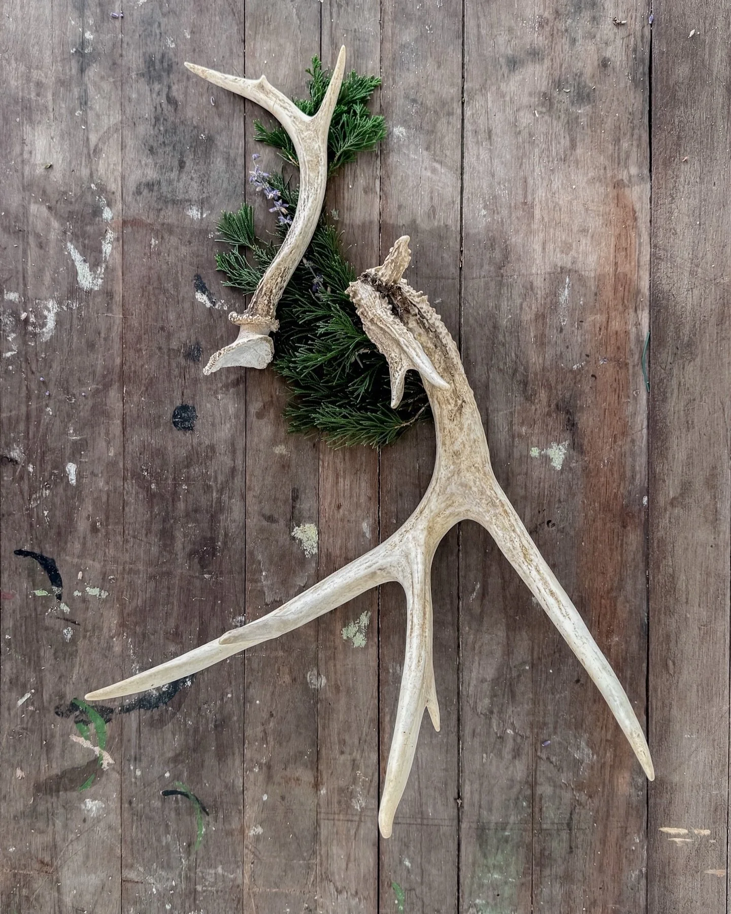 [2 Available] Naturally shed and beautifully weathered antlers to mix into your seasonal vignettes for an effortless touch of wild warmth.

Small antler measures approximately 8.5&rdquo; L x 4.625&rdquo; W x 2&rdquo; H.

Large antler measures approxi