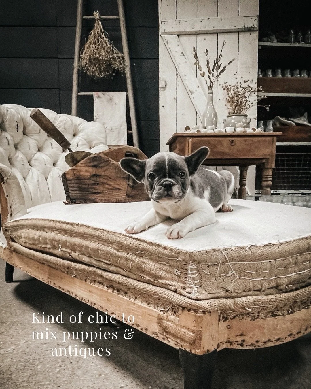 Maybe the chicest thing of all is creating a home that&rsquo;s meant to be lived in.

Where old stoneware holds fresh branches.

Where antique tables gather family instead of dust.

Where baskets become dog beds (or puppy playpens&hellip; temporarily