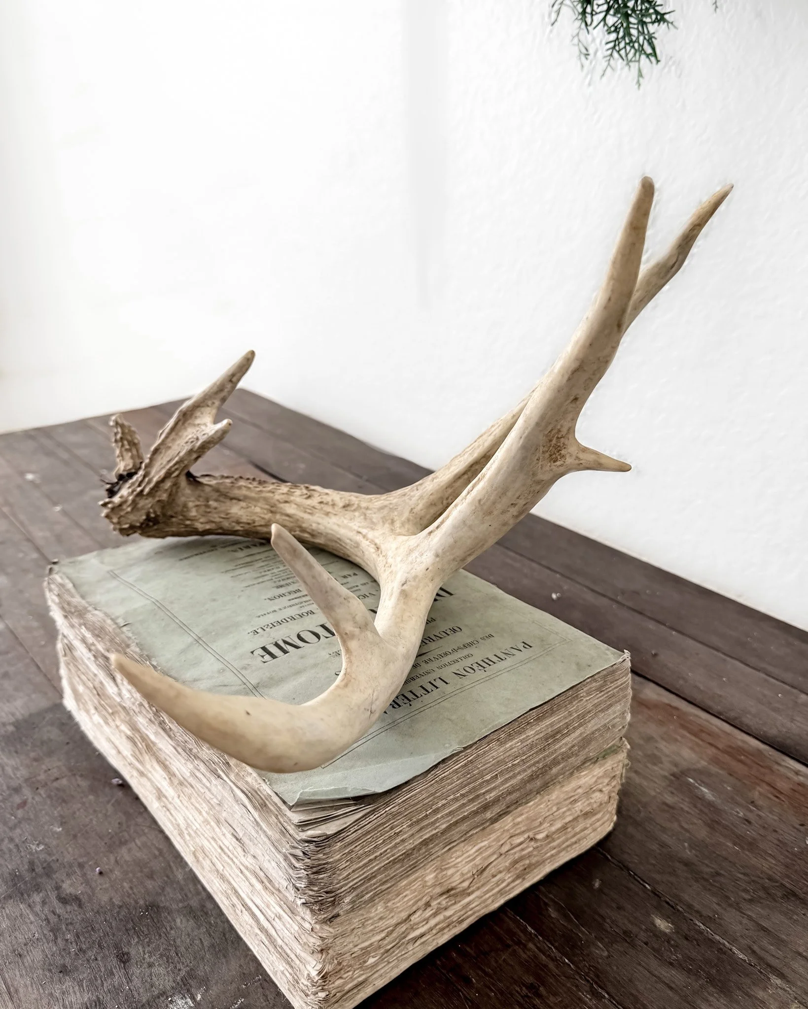 Natural Shed Deer Antlers