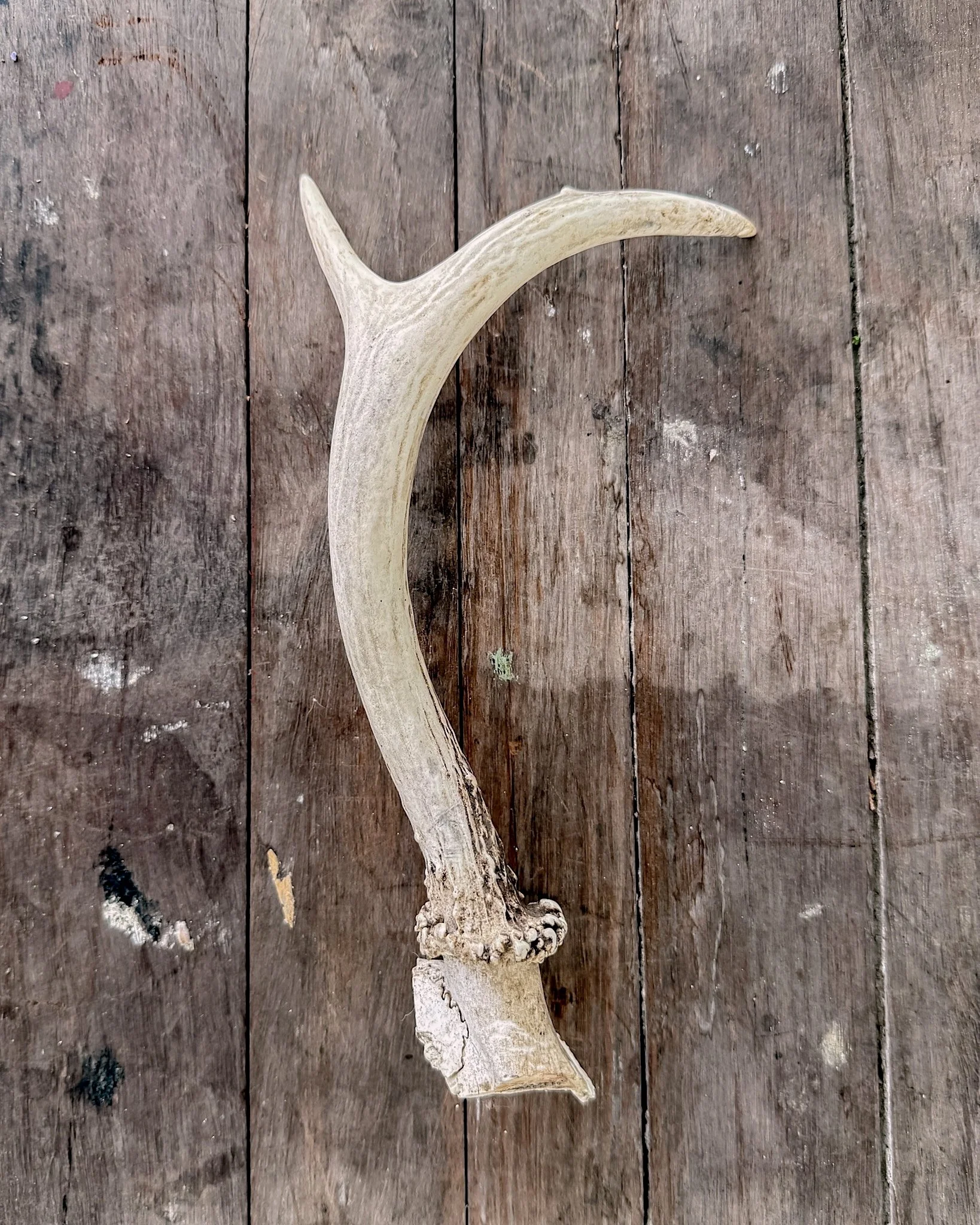 Natural Shed Deer Antlers