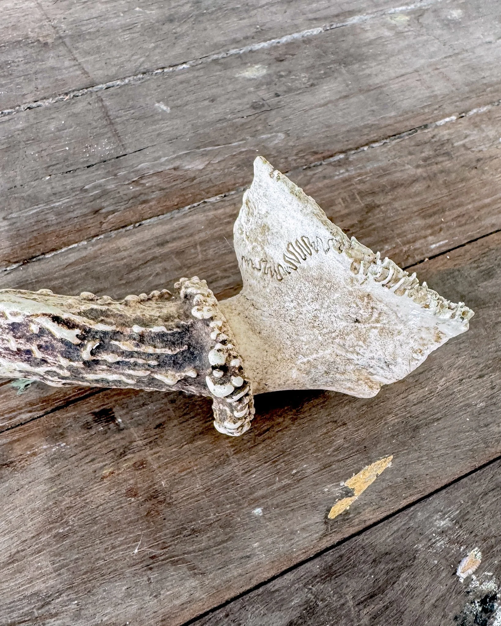 Natural Shed Deer Antlers
