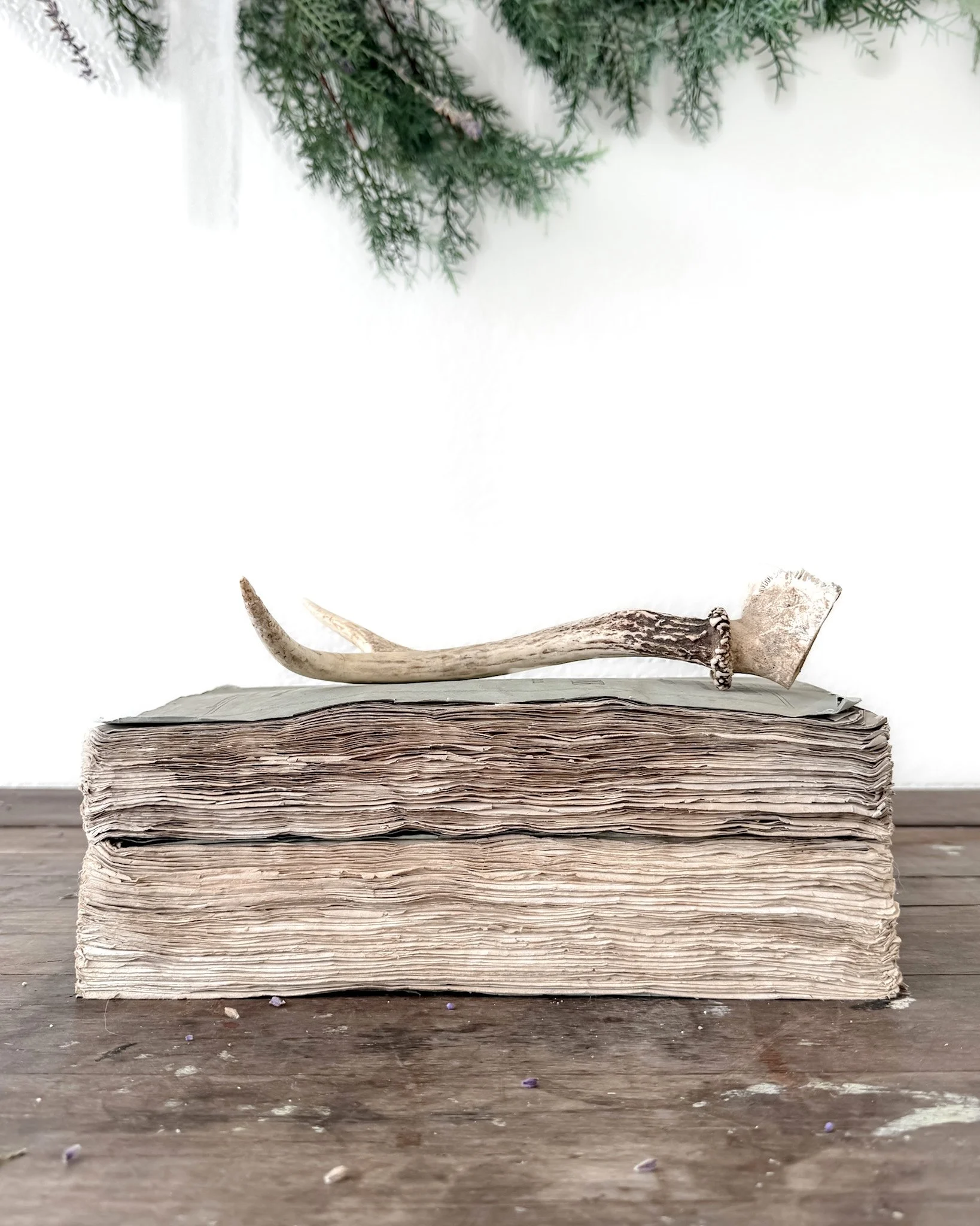 Natural Shed Deer Antlers