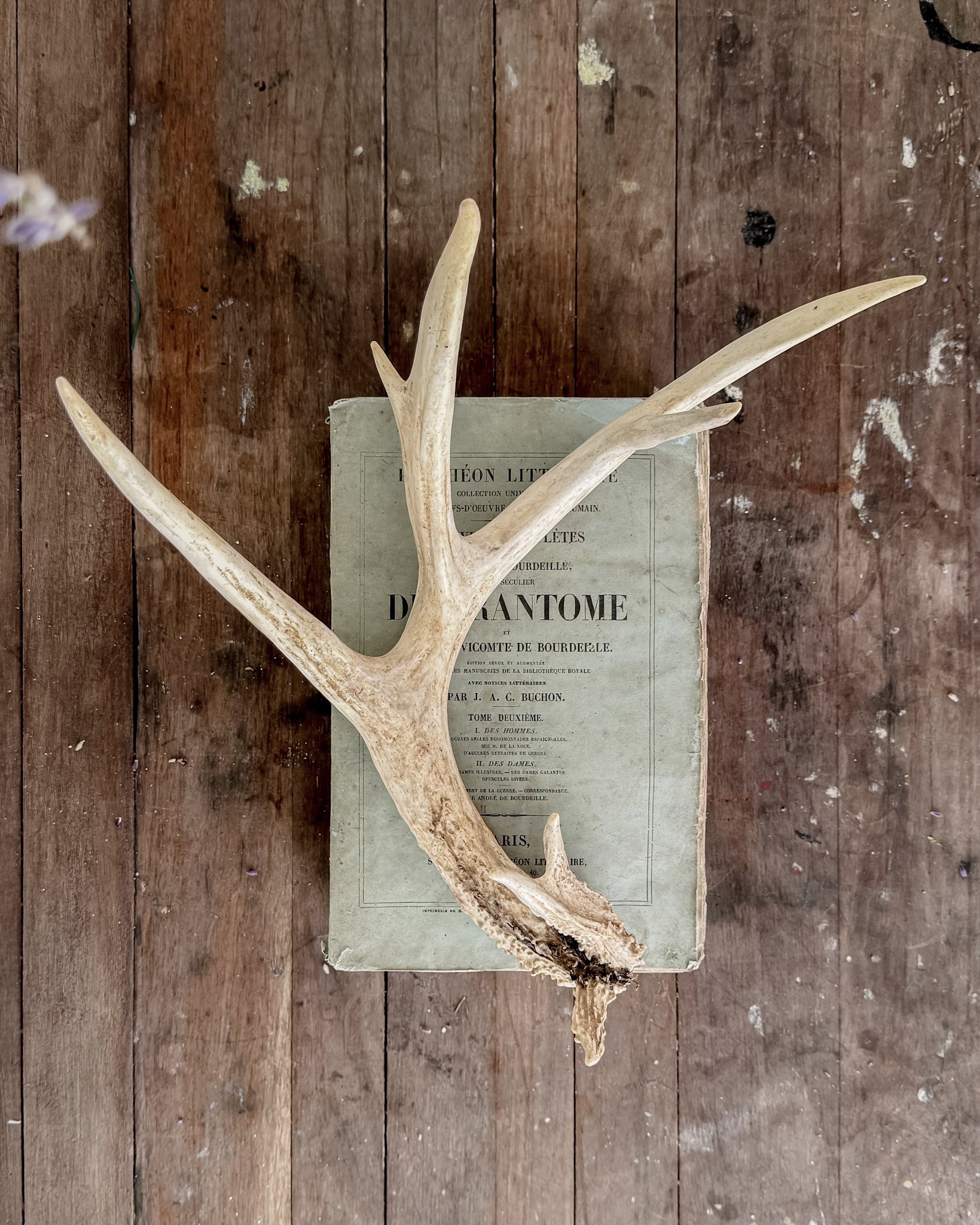 Natural Shed Deer Antlers