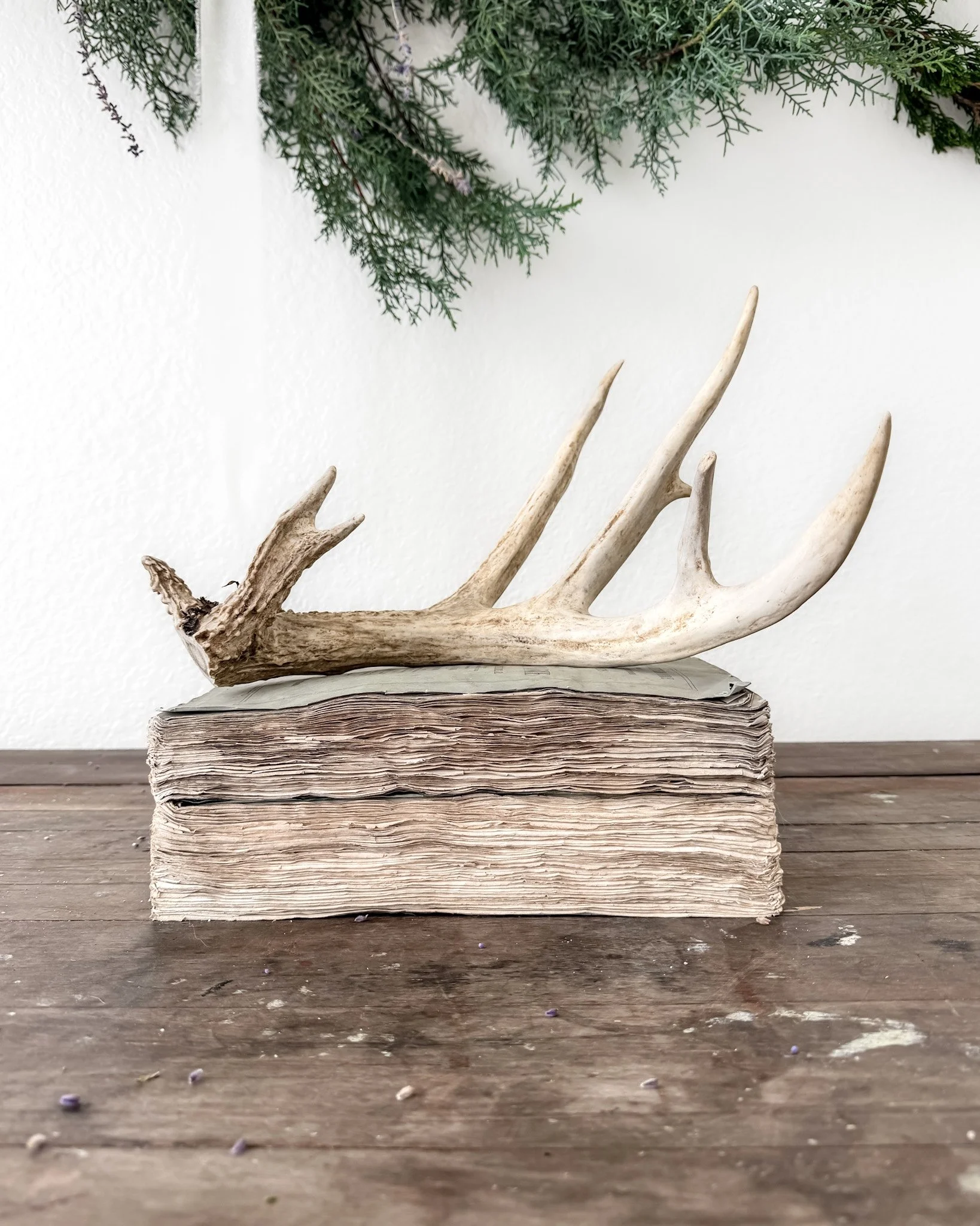 Natural Shed Deer Antlers