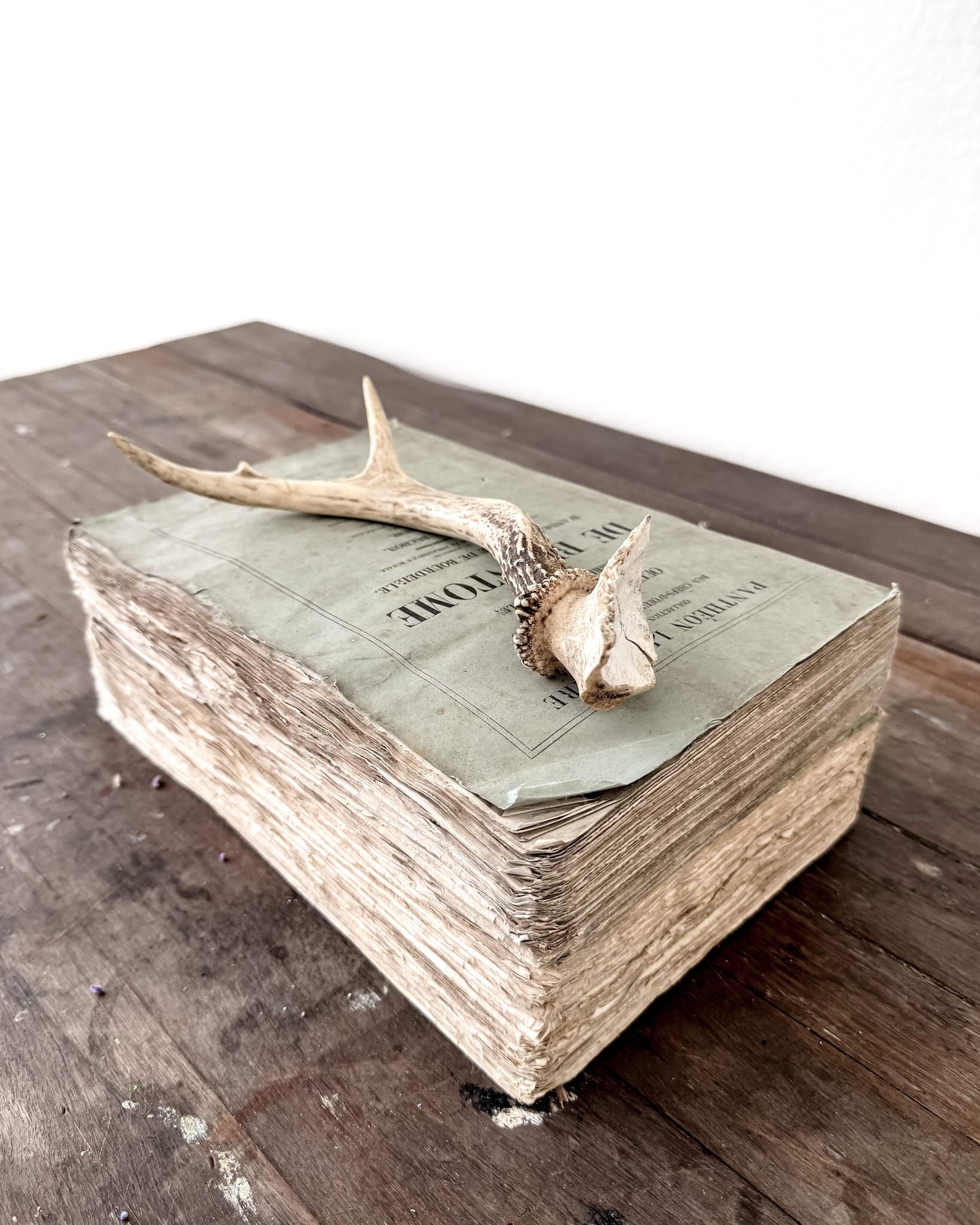 Natural Shed Deer Antlers